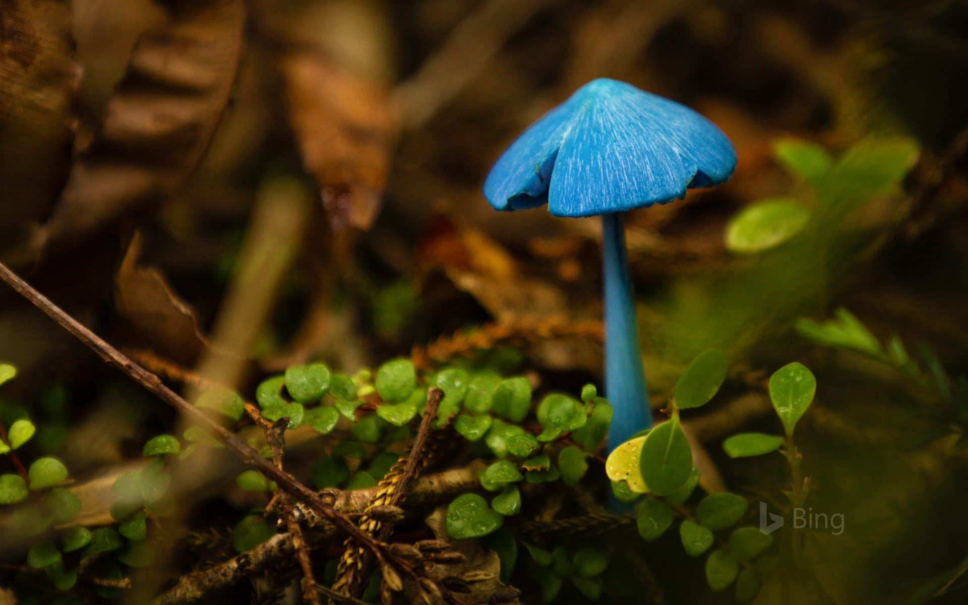 Bing Wallpaper: Entoloma hochstetteri mushroom at Mahinapua Lake, New Zealand