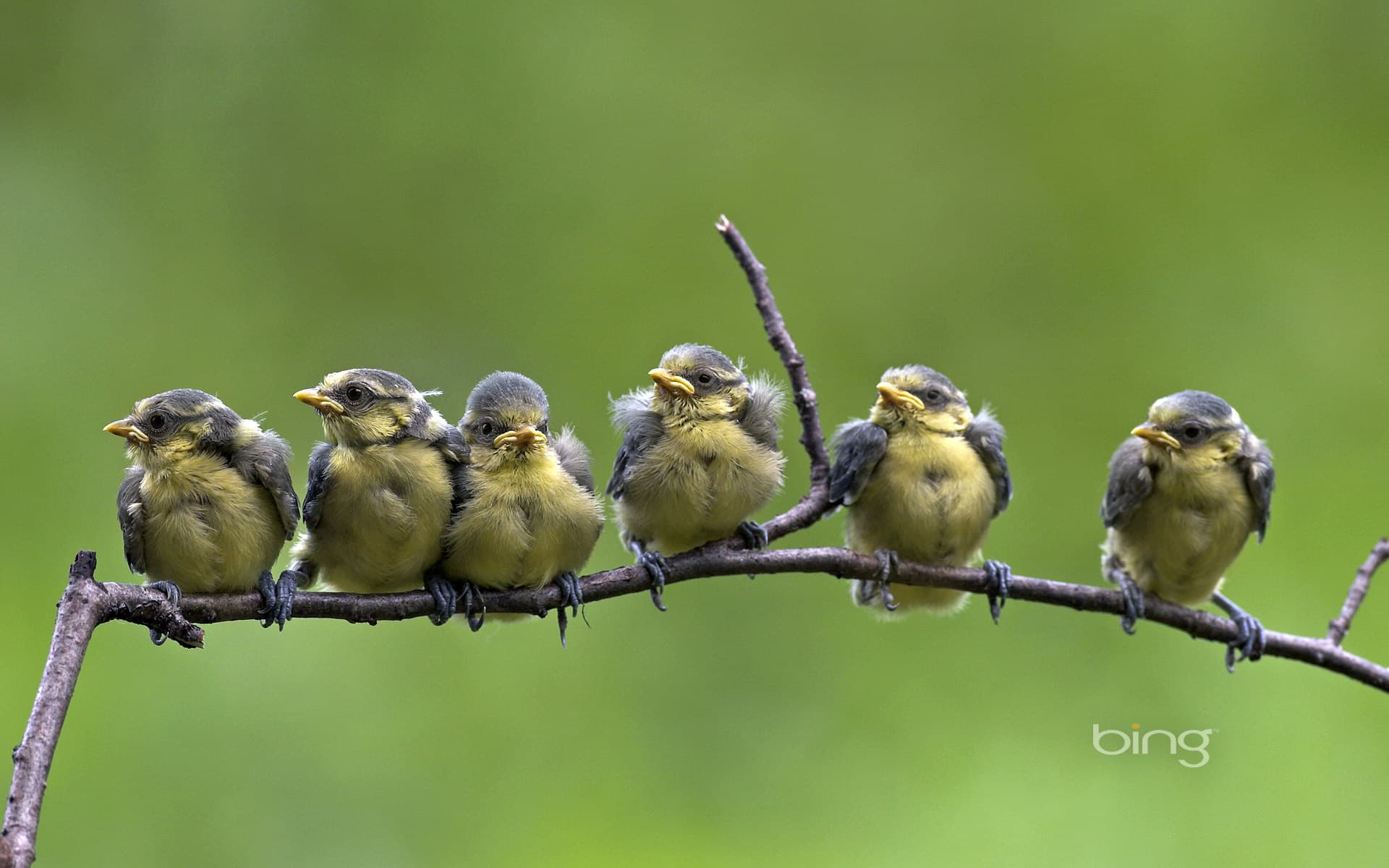 Bing Wallpaper: Blue tit chicks on a branch