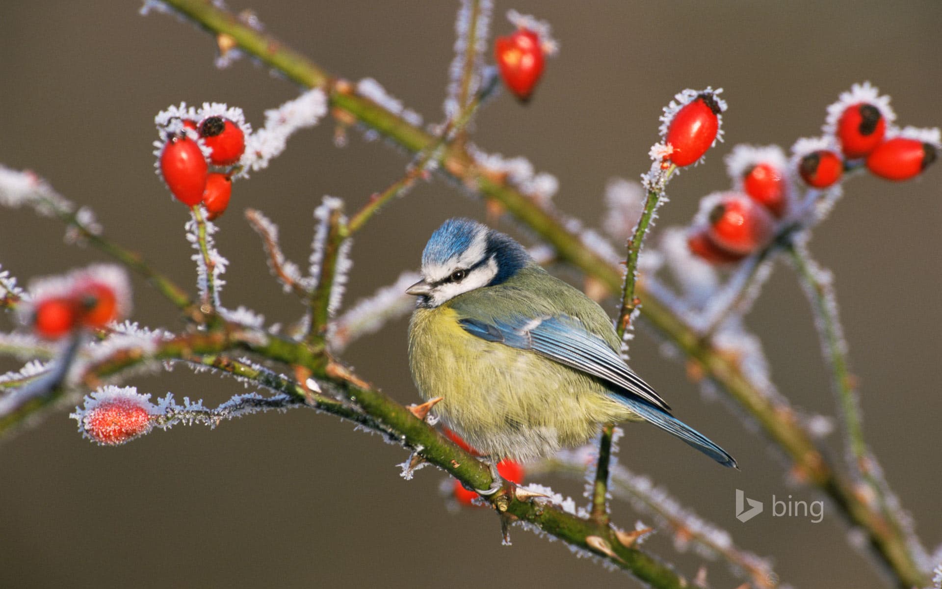 Bing Wallpaper: Blue tit (Parus caeruleus) and rose hips in winter frost