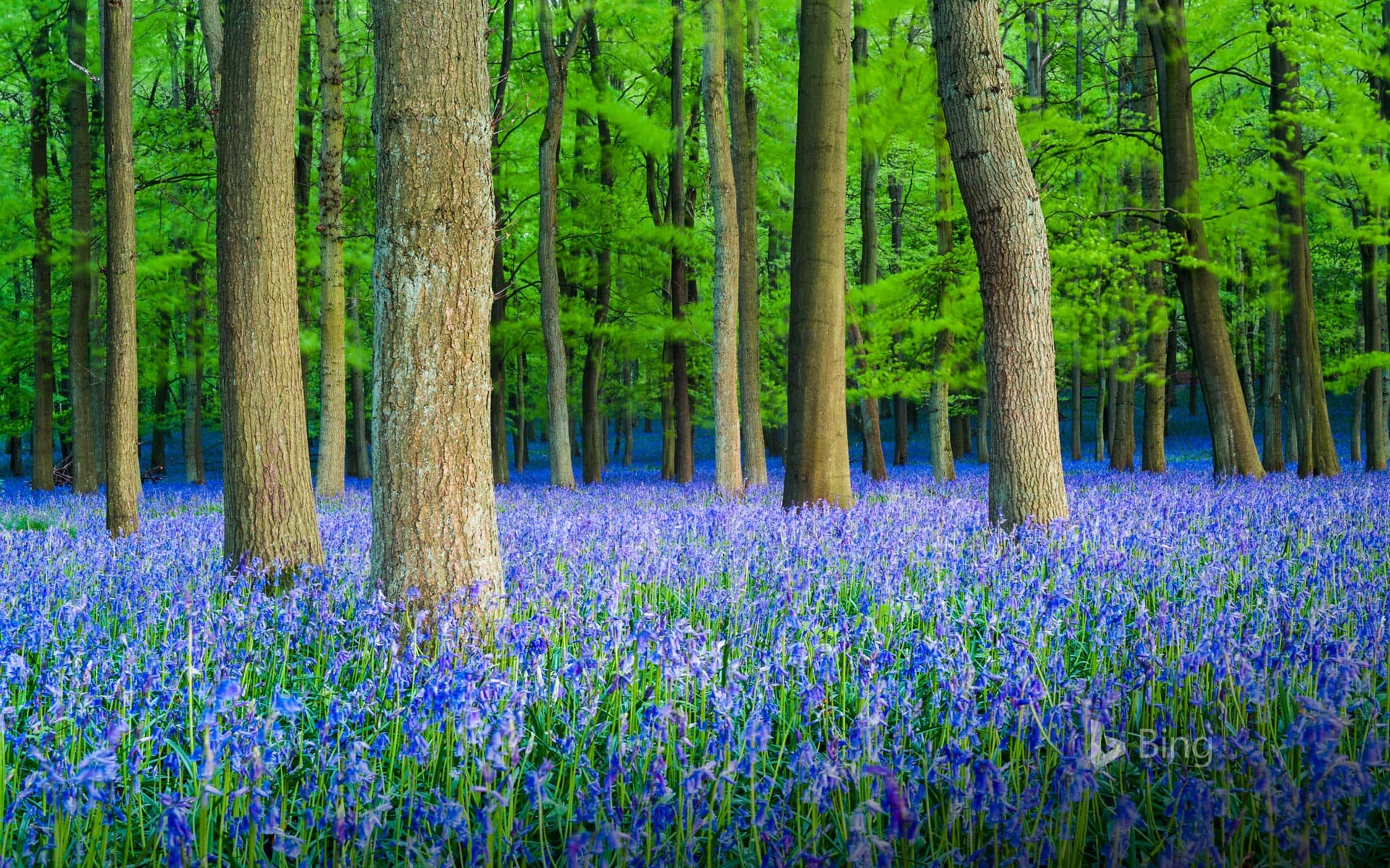 Bing Wallpaper: A carpet of bluebells in beech woodland, Hertfordshire
