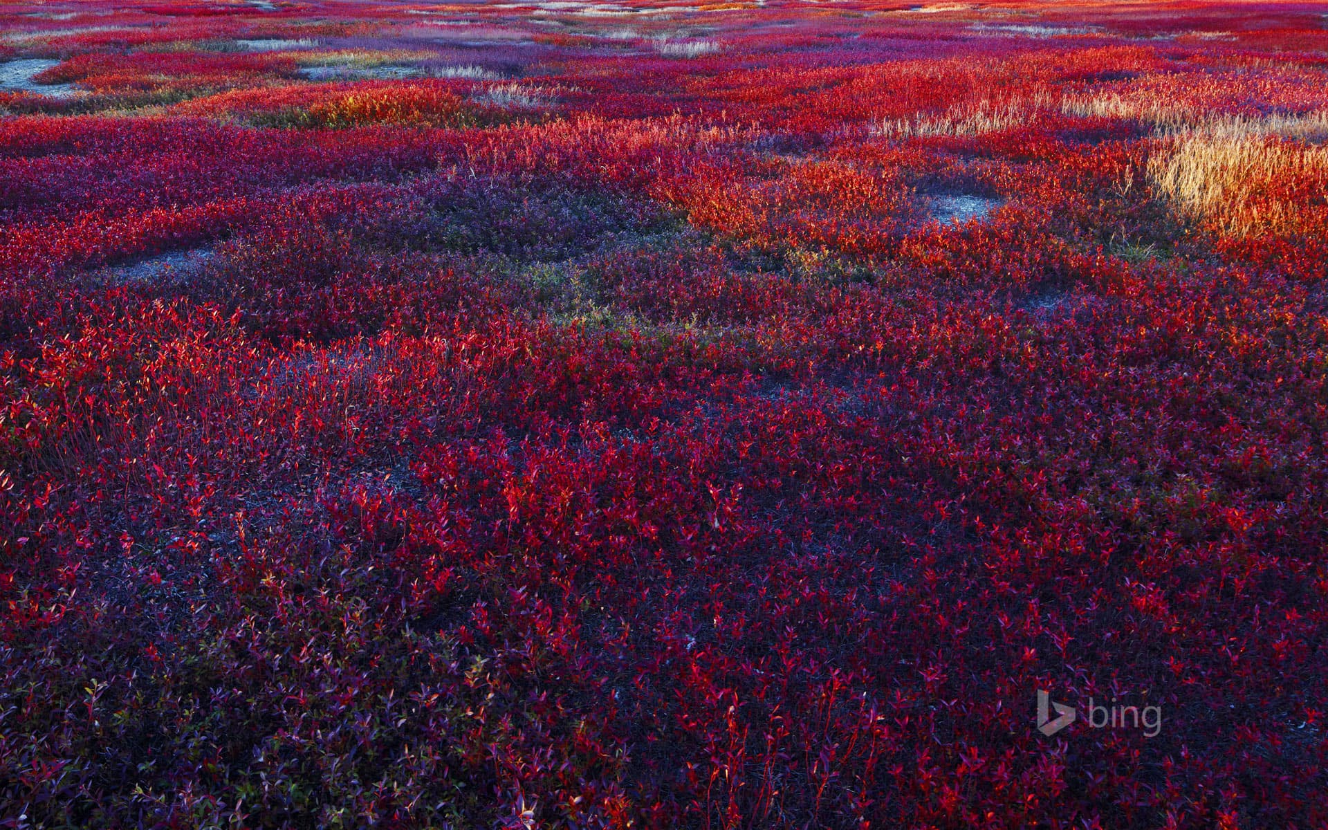 Bing Wallpaper: Lowbush blueberry barrens near Meddybemps, Maine