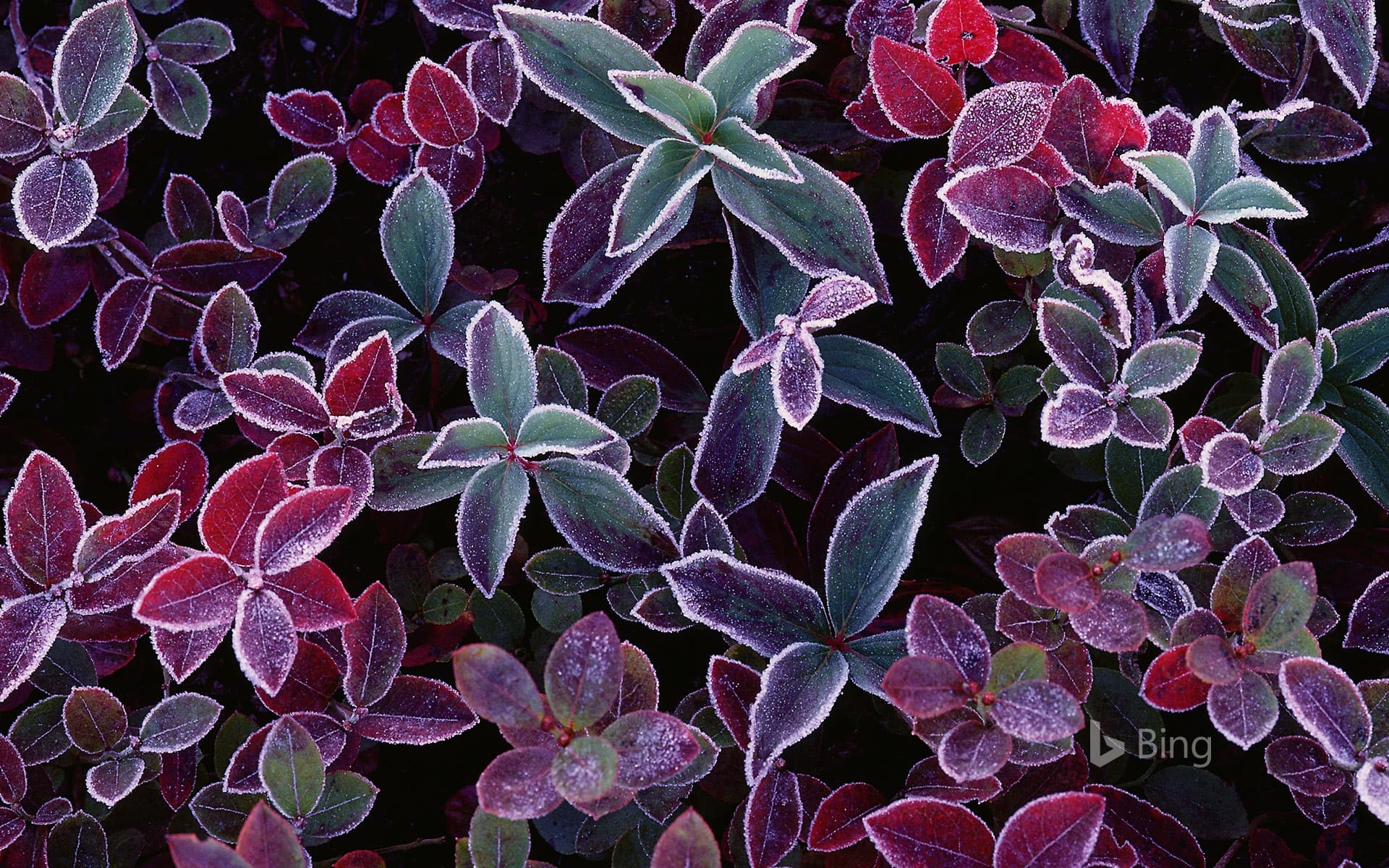 Bing Wallpaper: Frost on blueberry plants, New Brunswick, Canada