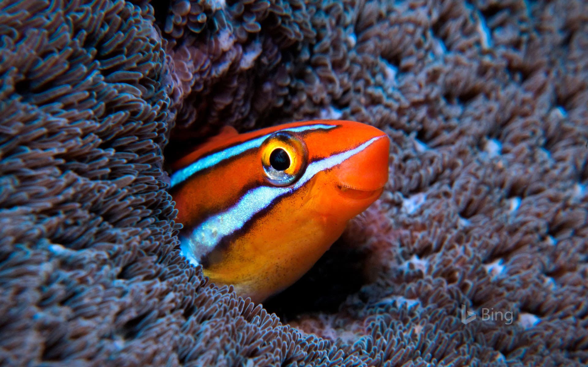 Bing Wallpaper: Bluestriped fangblenny in the Indian Ocean