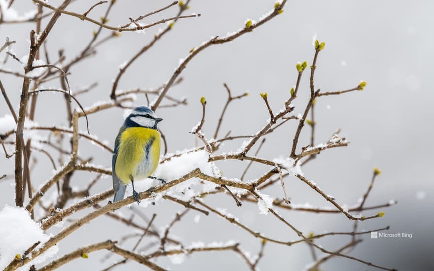 Bing Wallpaper: A blue tit in winter