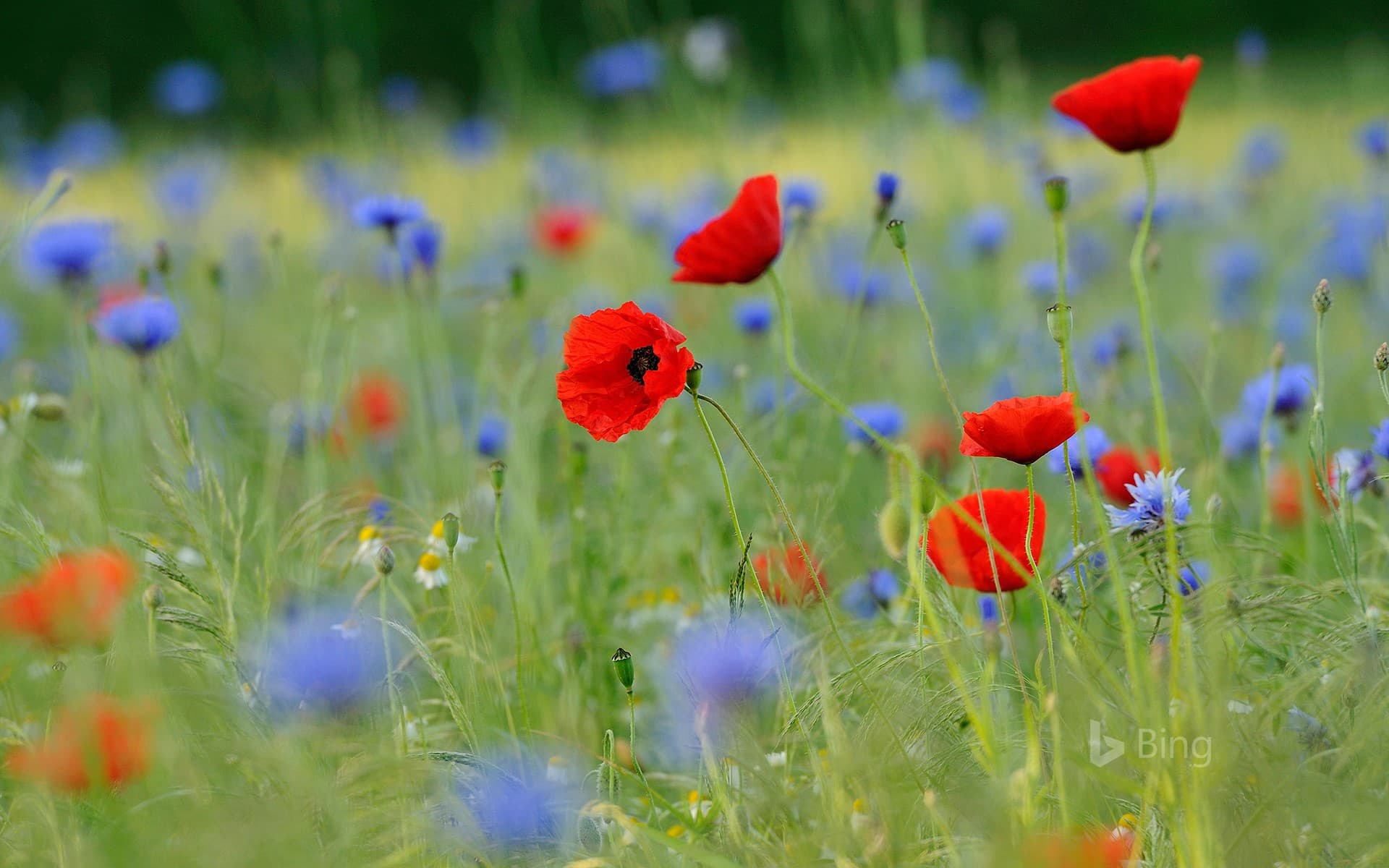 Bing Wallpaper: Meadow with common poppies and cornflowers, North Rhine-Westphalia, Germany