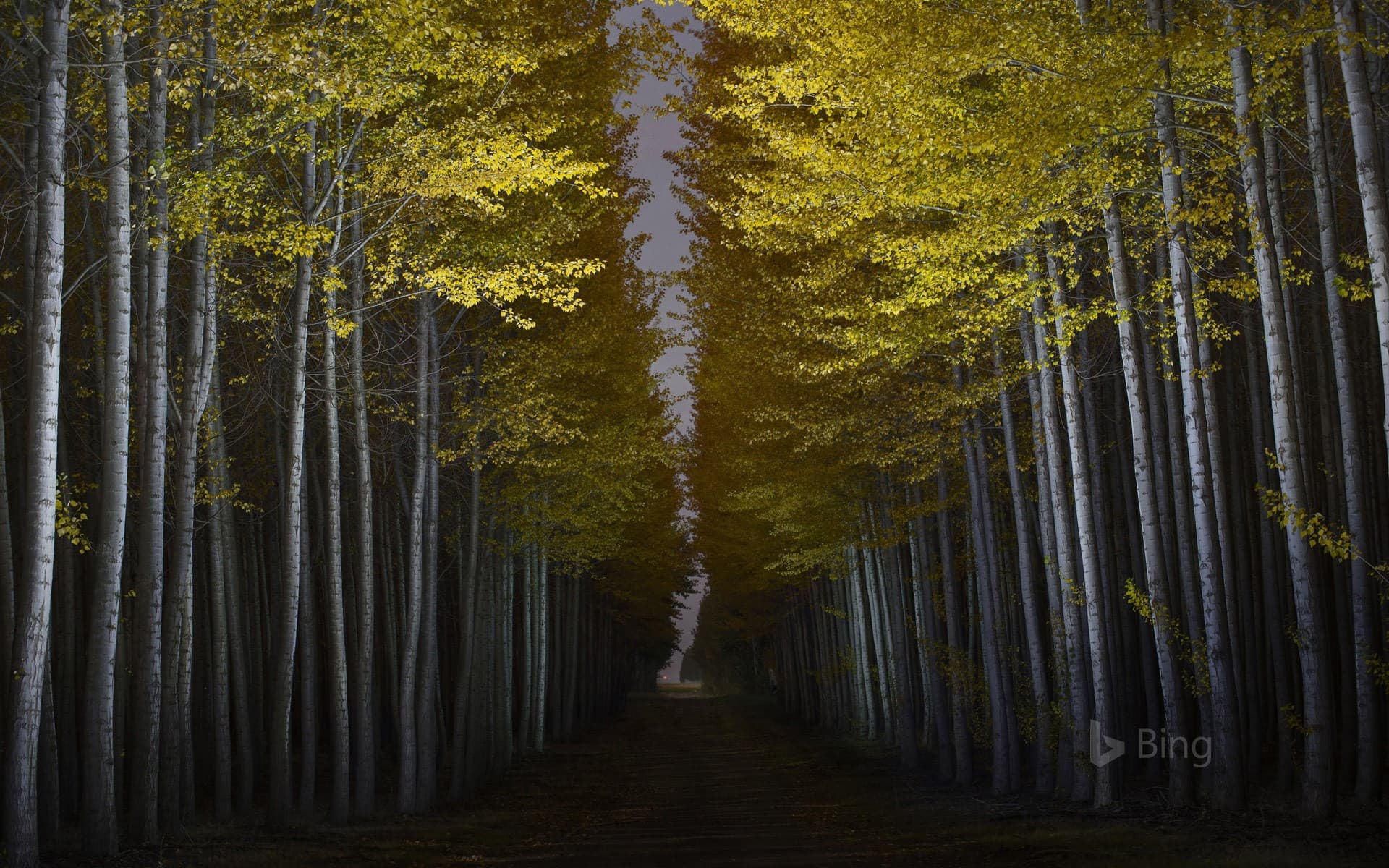 Bing Wallpaper: Boardman Tree Farm in Boardman, Oregon