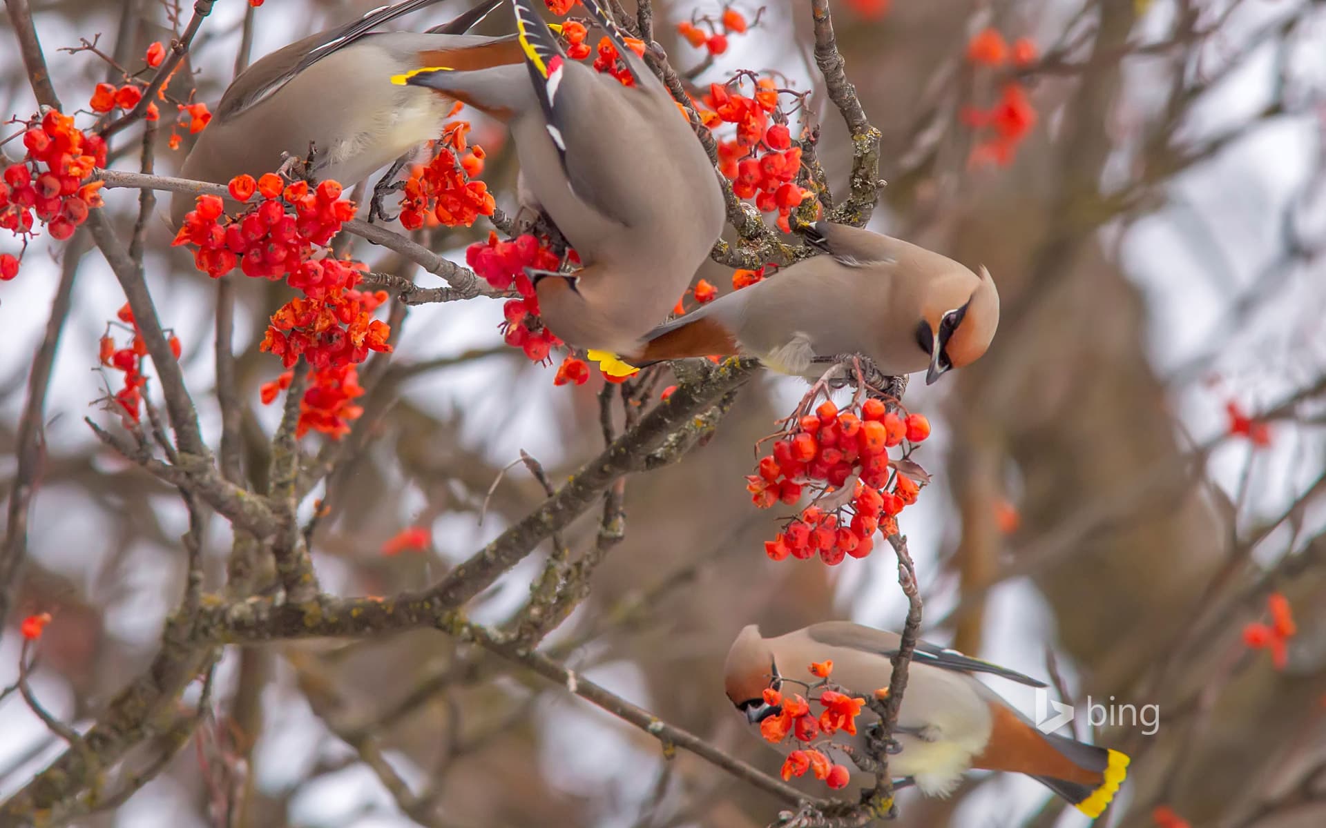 Bing Wallpaper: Bohemian waxwings eating rowan berries
