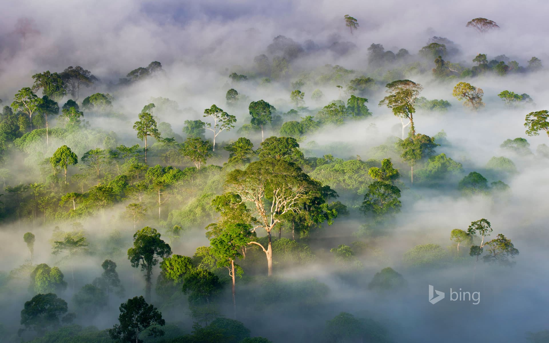 Bing Wallpaper: Danum Valley Conservation Area, Sabah, Malaysia
