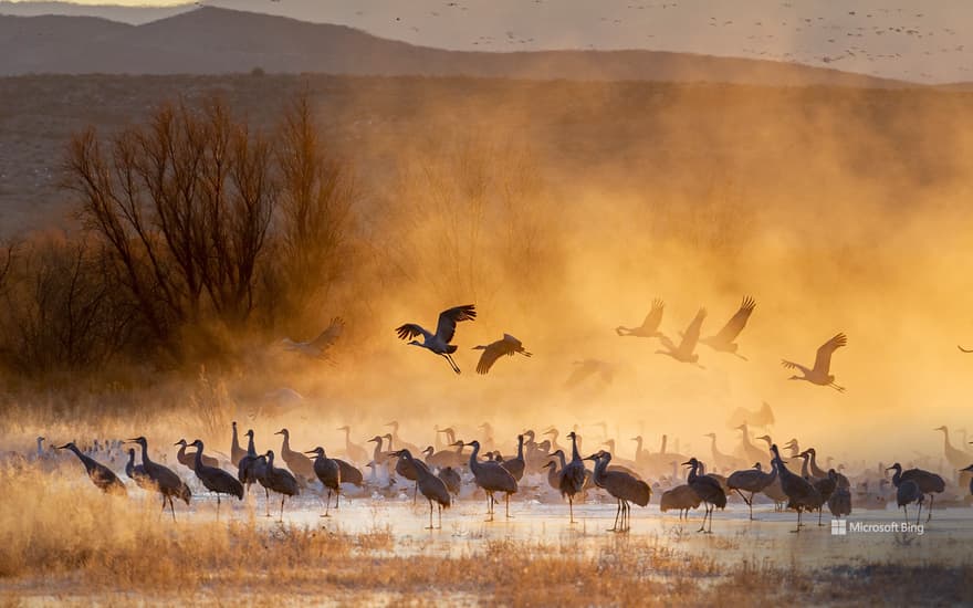 Canadian cranes, Apache Forest National Wildlife Refuge, New Mexico, USA.