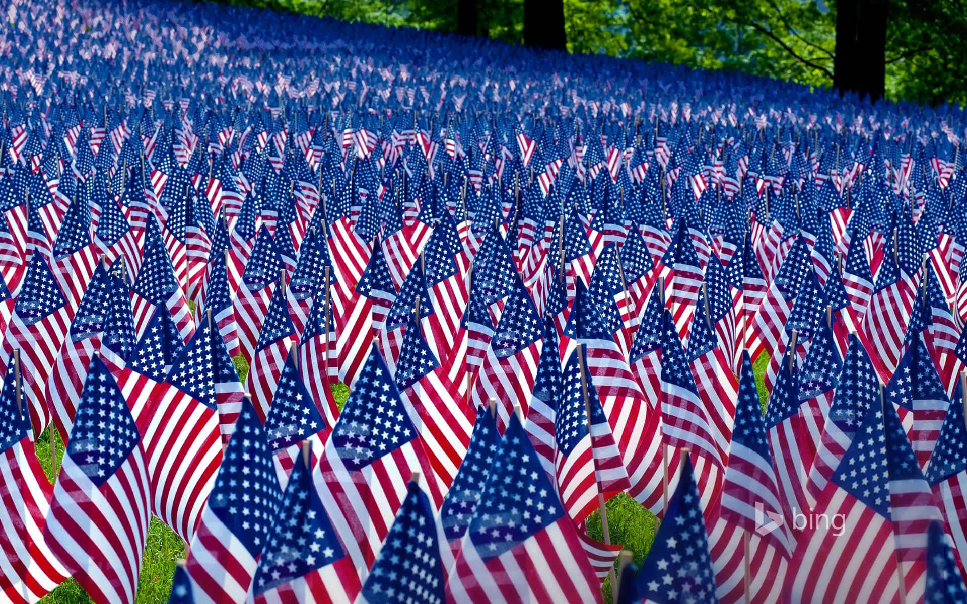 Bing Wallpaper: Field of flags displayed for Memorial Day, Boston, Massachusetts