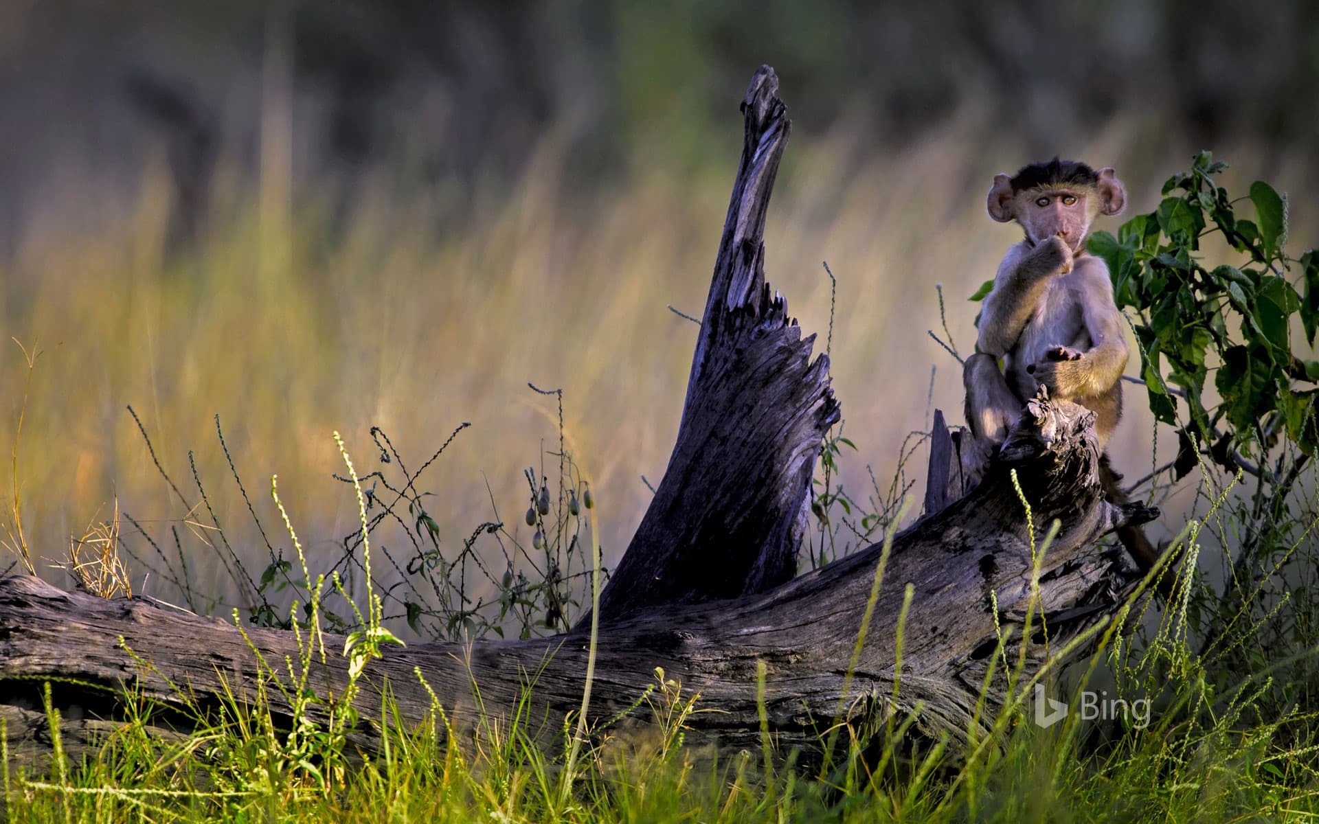 Bing Wallpaper: Young chacma baboon in Moremi Game Reserve, Okavango Delta, Botswana