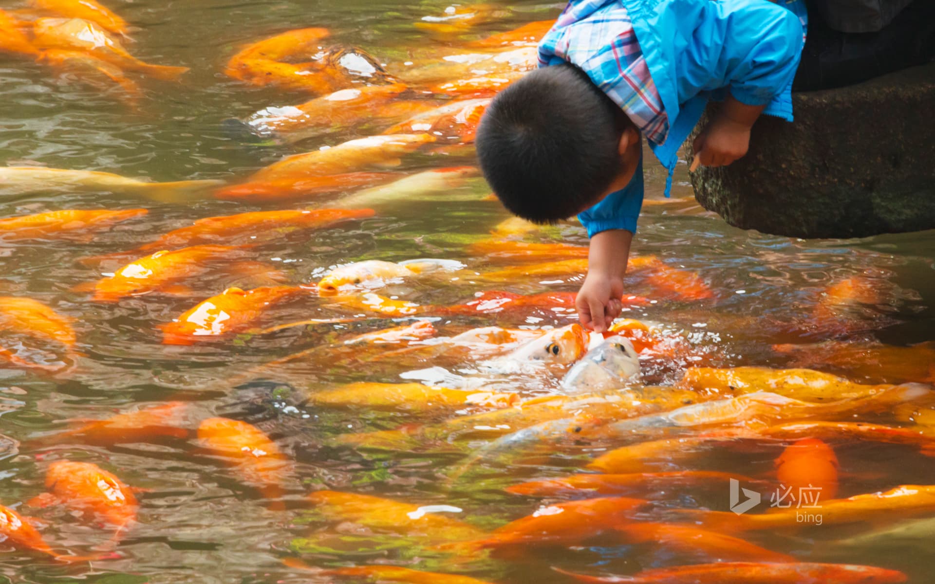 Bing Wallpaper: Little boy teasing school of fish in Yuyuan, Shanghai