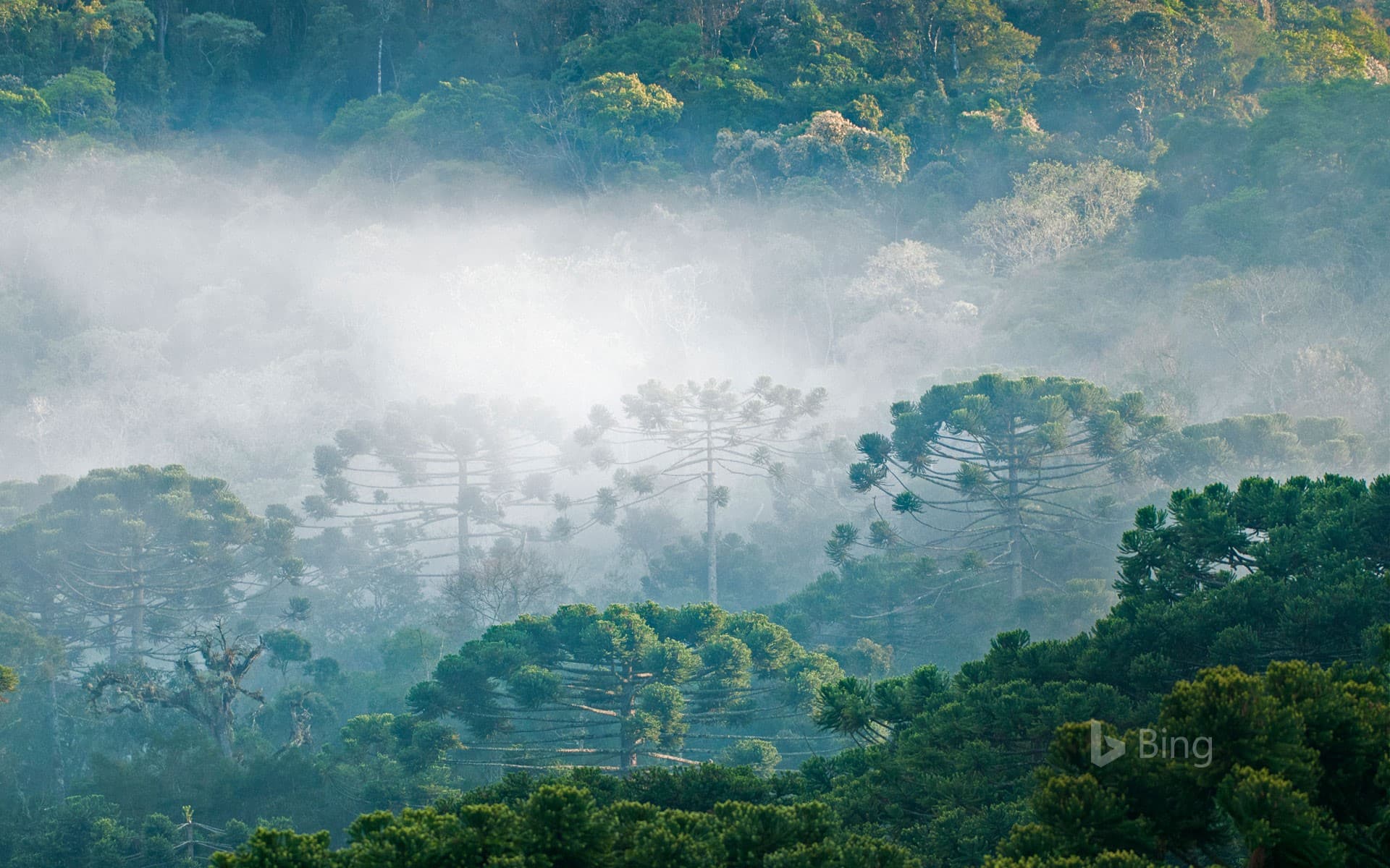 Bing Wallpaper: Brazilian pines in the Atlantic Forest, Brazil