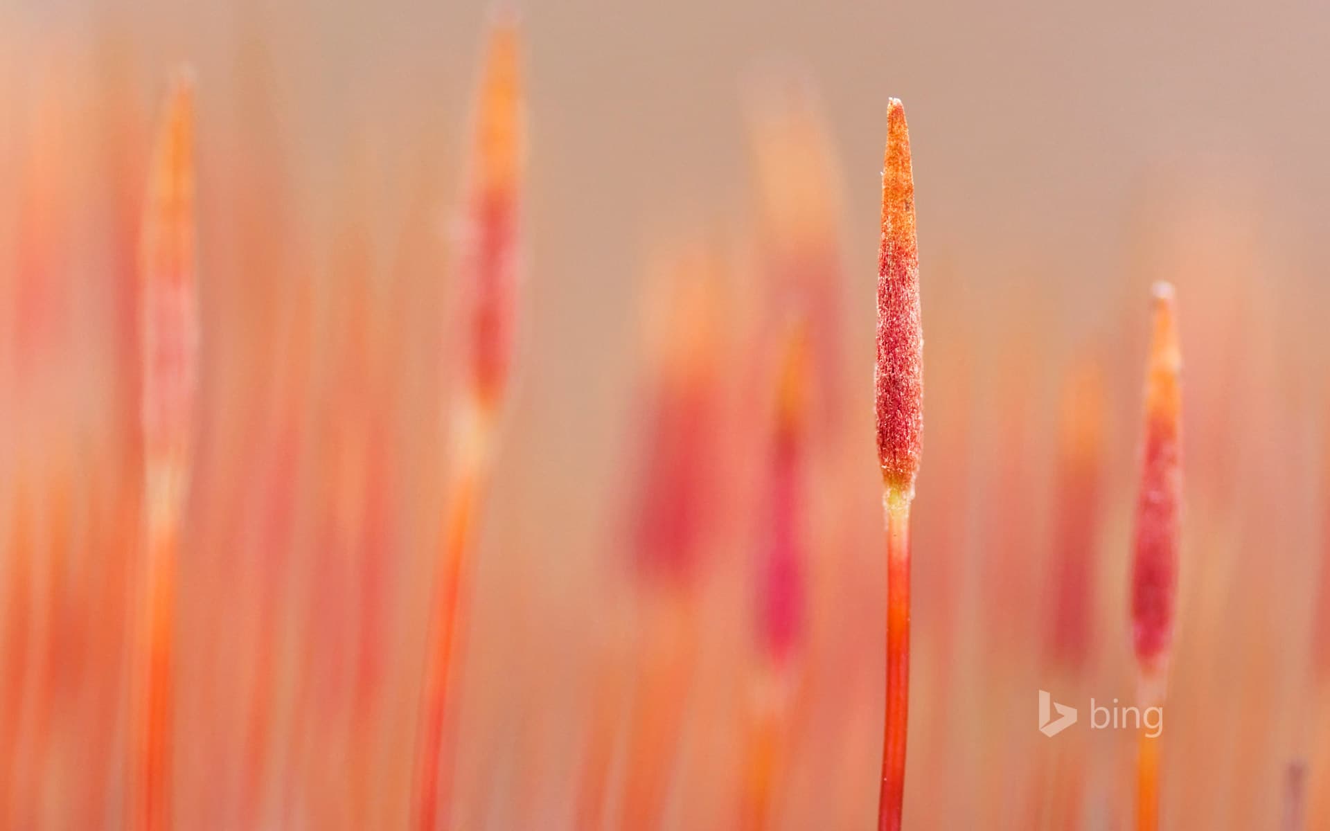 Bing Wallpaper: Macro picture of a variety of bristly haircap moss