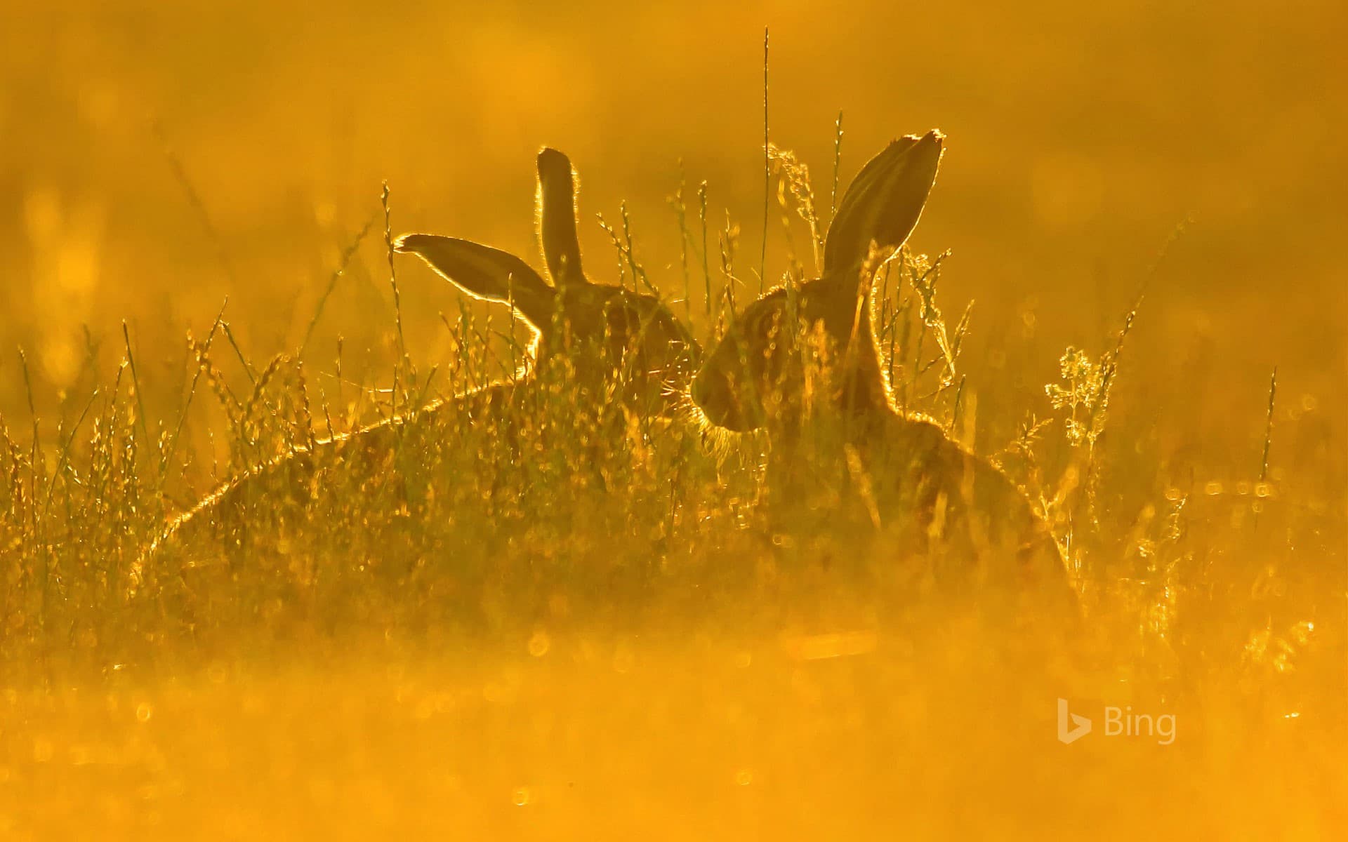 Bing Wallpaper: European hares in tall grass