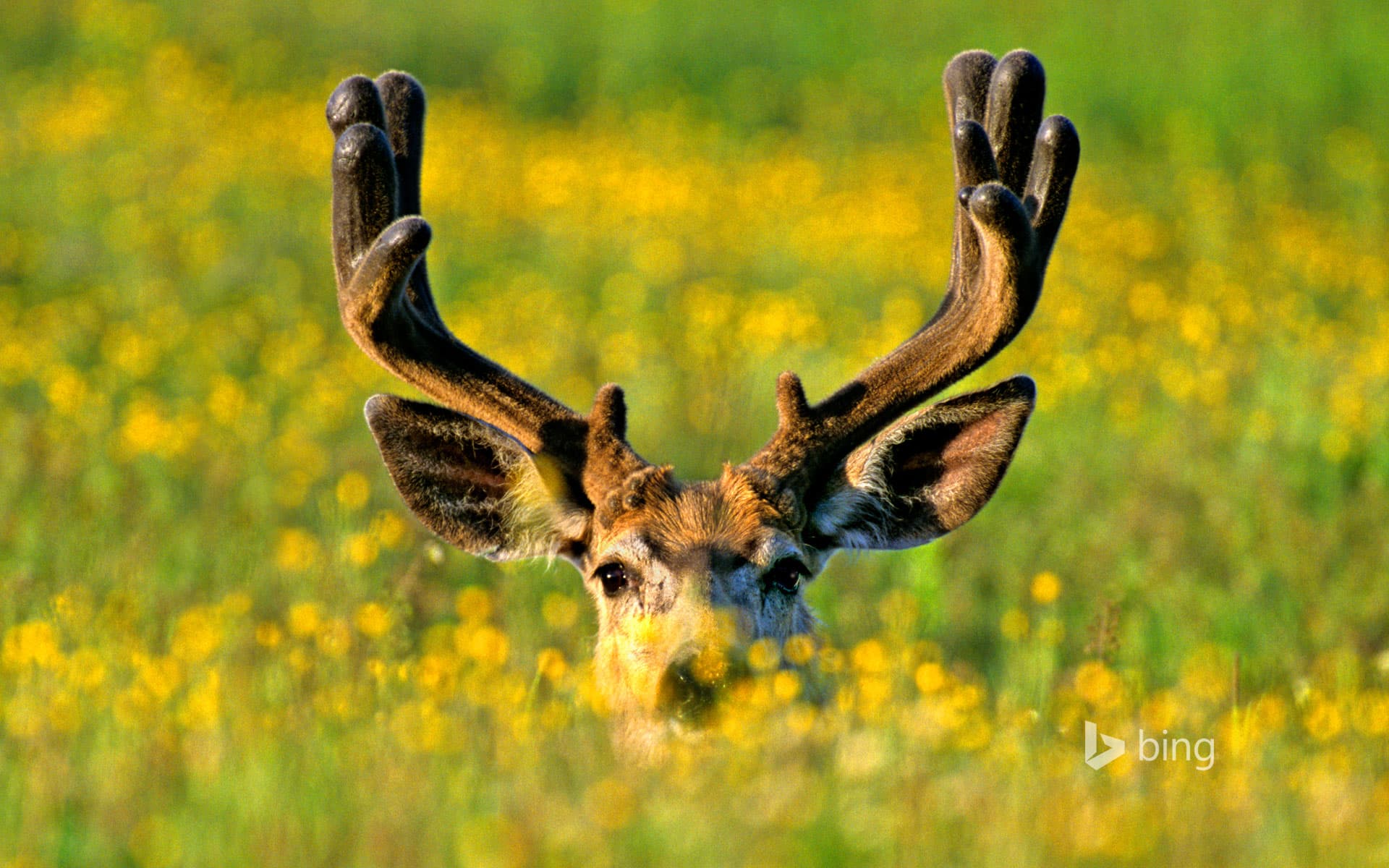 Bing Wallpaper: Mule deer buck in Jasper National Park, Alberta, Canada