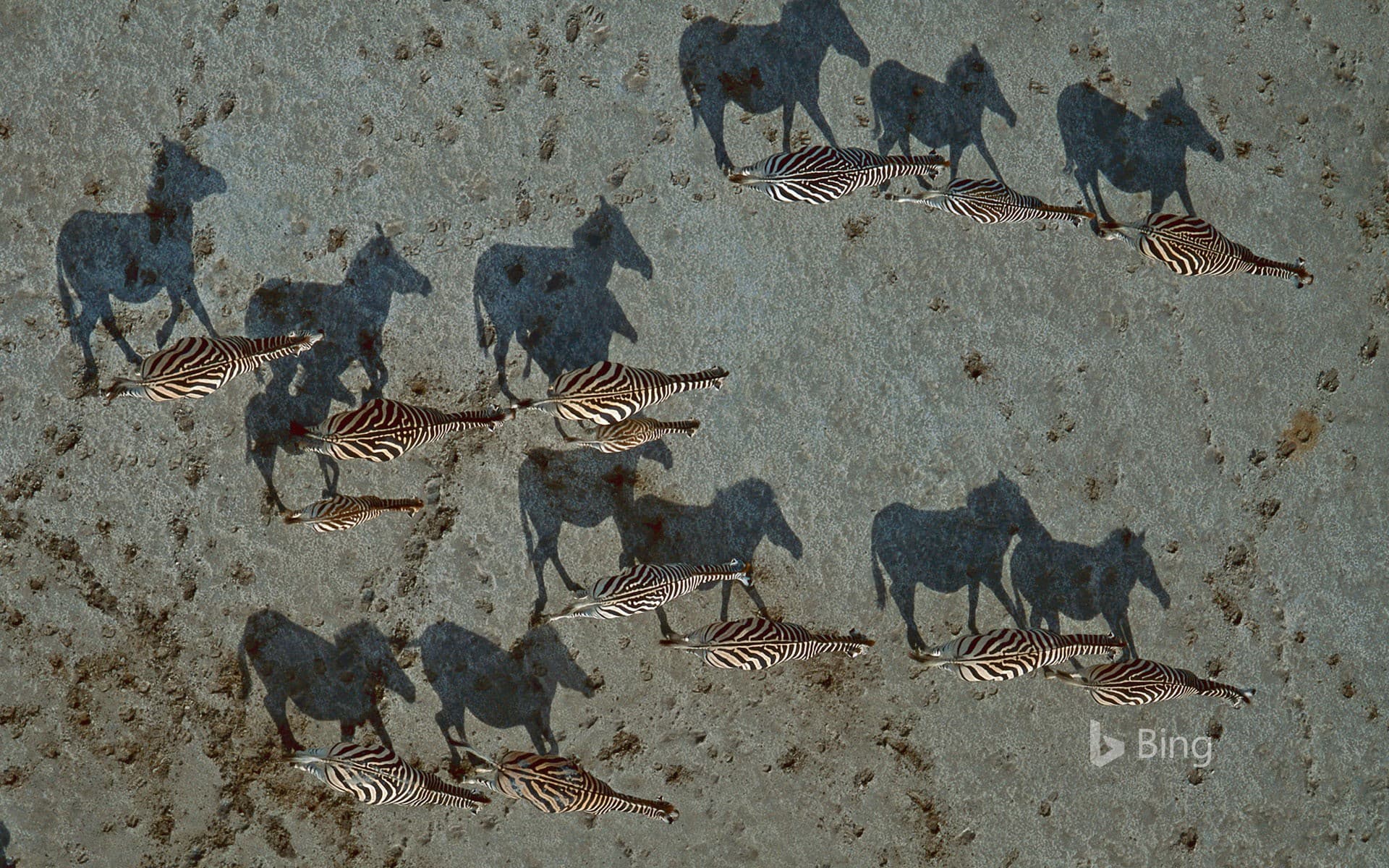 Bing Wallpaper: Burchell's zebras crossing the Makgadikgadi Pan in Botswana
