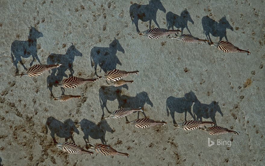 Burchell's zebras crossing the Makgadikgadi Pan in Botswana