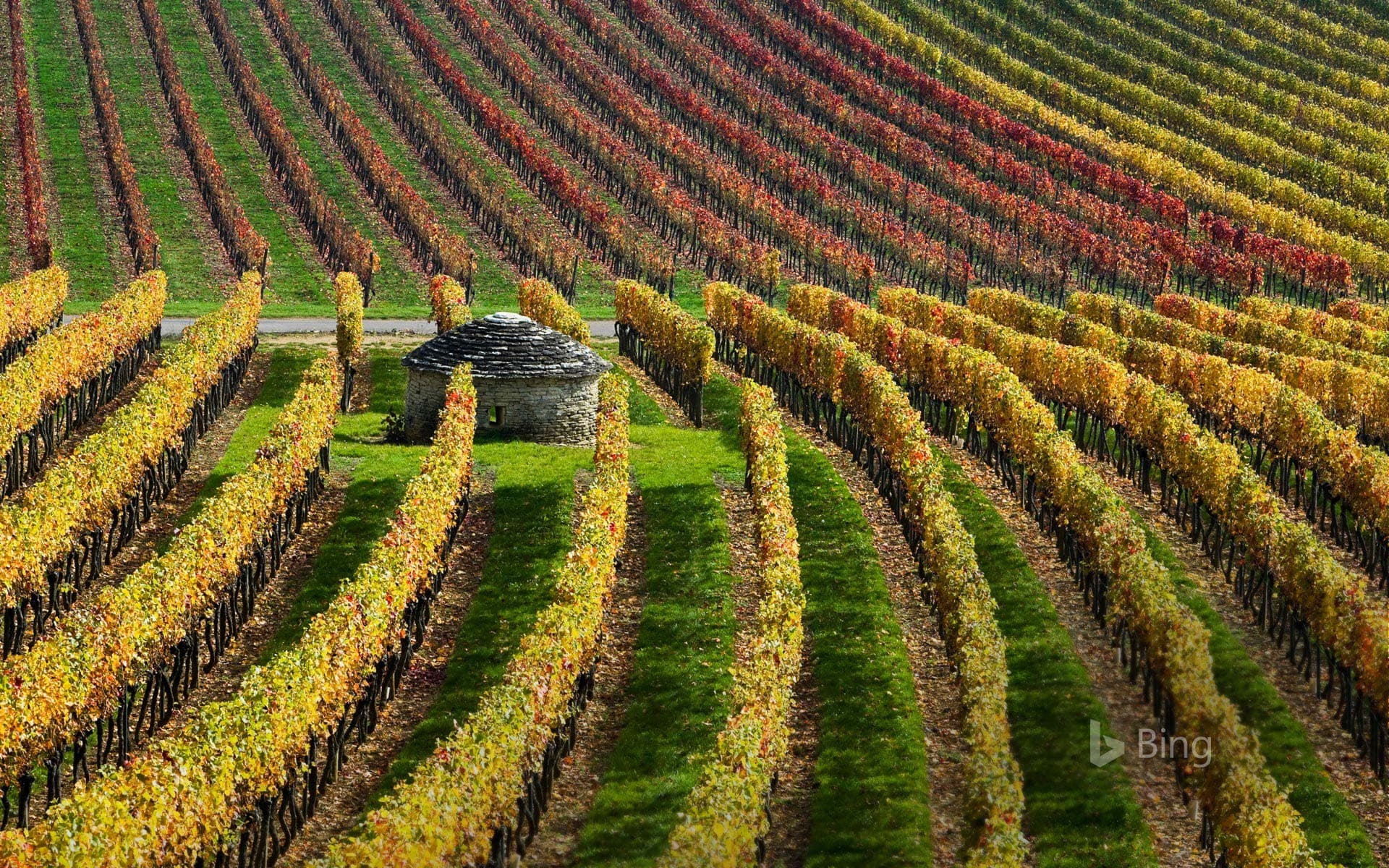 Bing Wallpaper: Vineyards in Burgundy, France