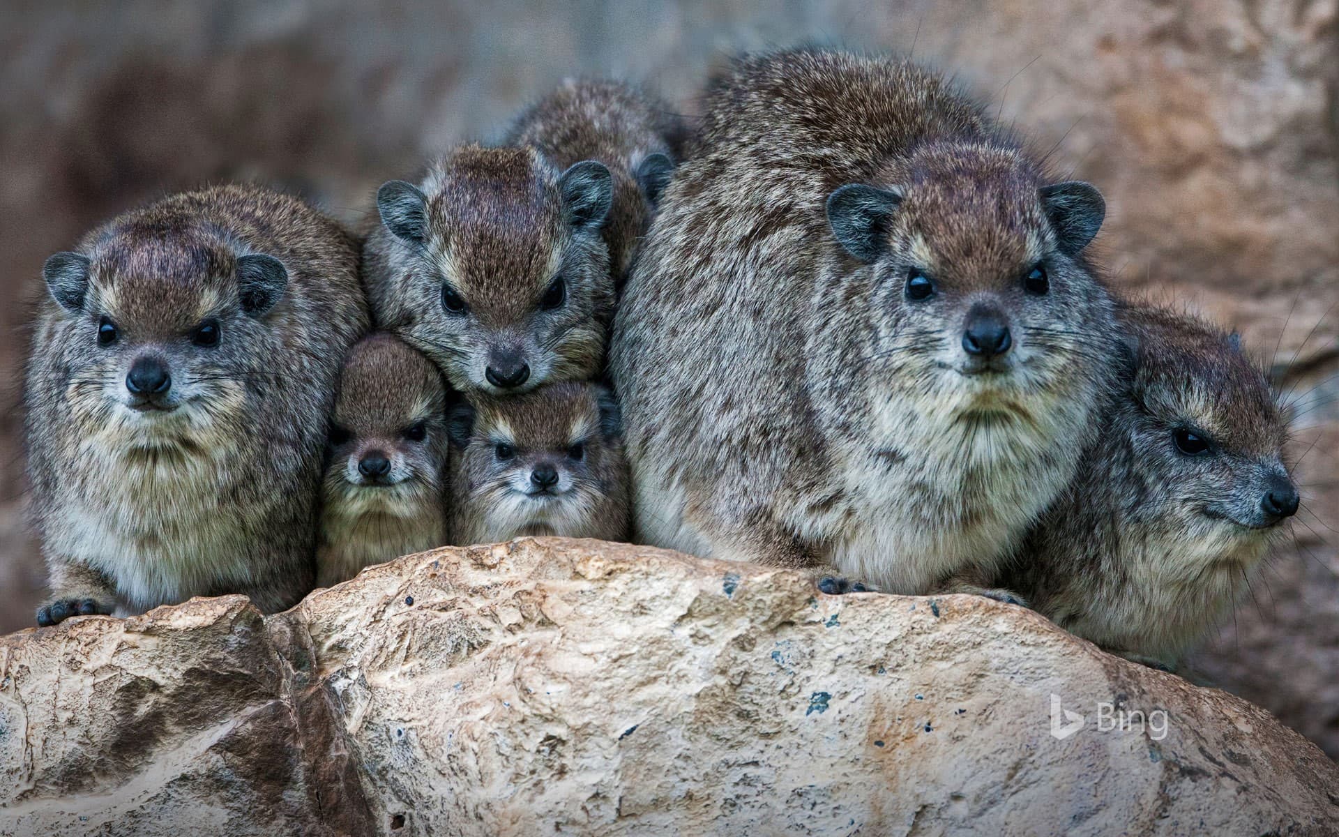 Bing Wallpaper: Bush hyrax colony in the Mara North Conservancy, Kenya