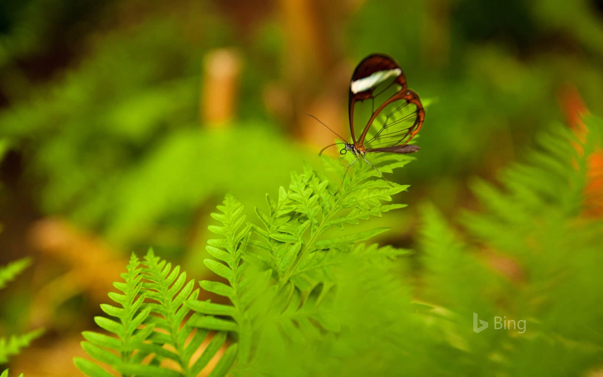 Bing Wallpaper: A glasswing butterfly perched on a leaf