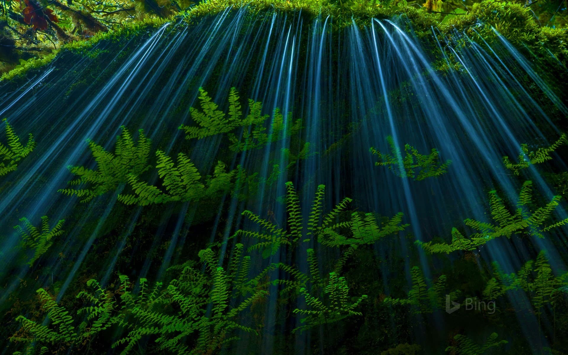 Bing Wallpaper: Ferns in the Oregon side of the Columbia River Gorge