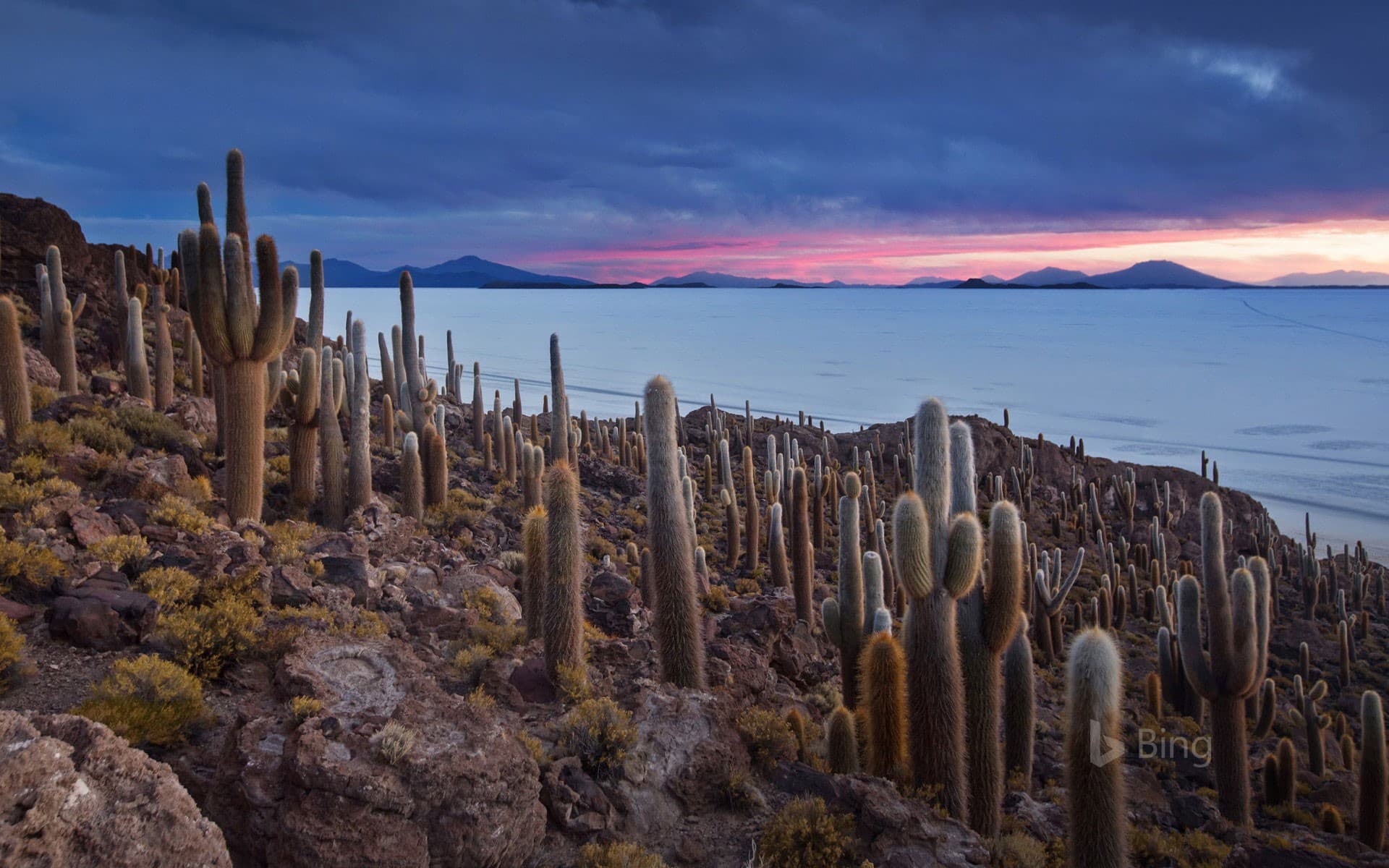Bing Wallpaper: Isla del Pescado on the Salar de Uyuni in Bolivia