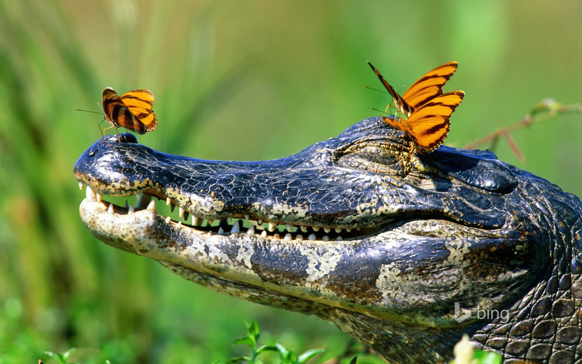Bing Wallpaper: Butterflies resting on a caiman in the Pantanal, Brazil