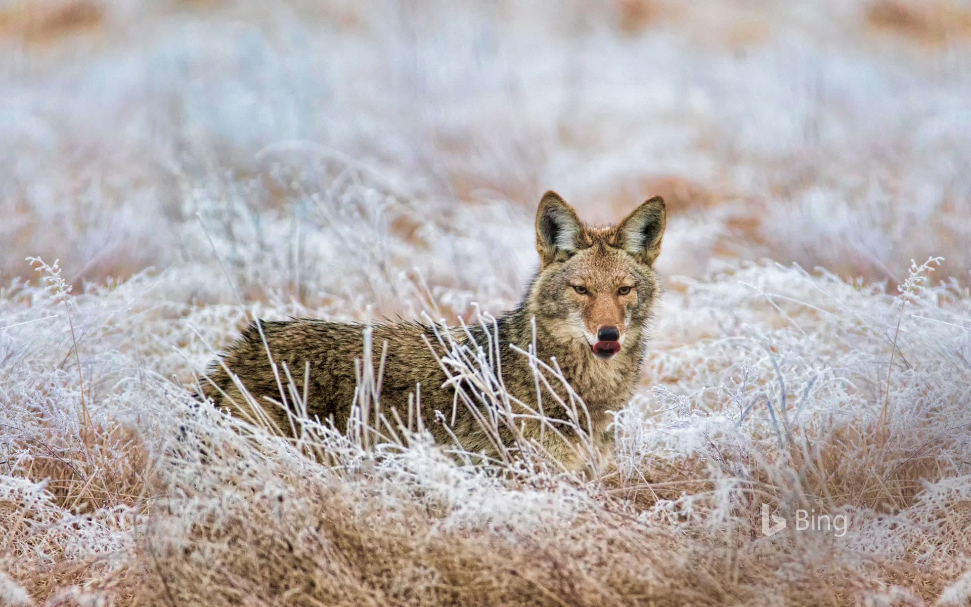 Bing Wallpaper: Coyote in Marymoor Park, Redmond, Washington