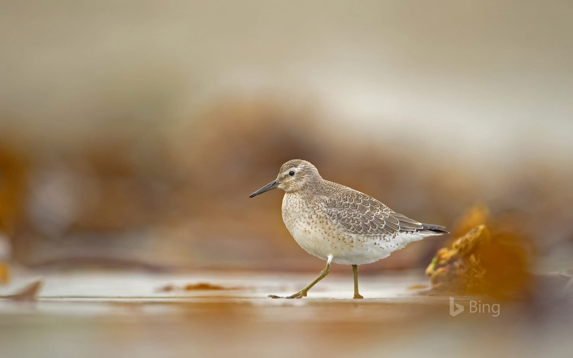 Bing Wallpaper: A red knot foraging on the Shetland Islands, Scotland