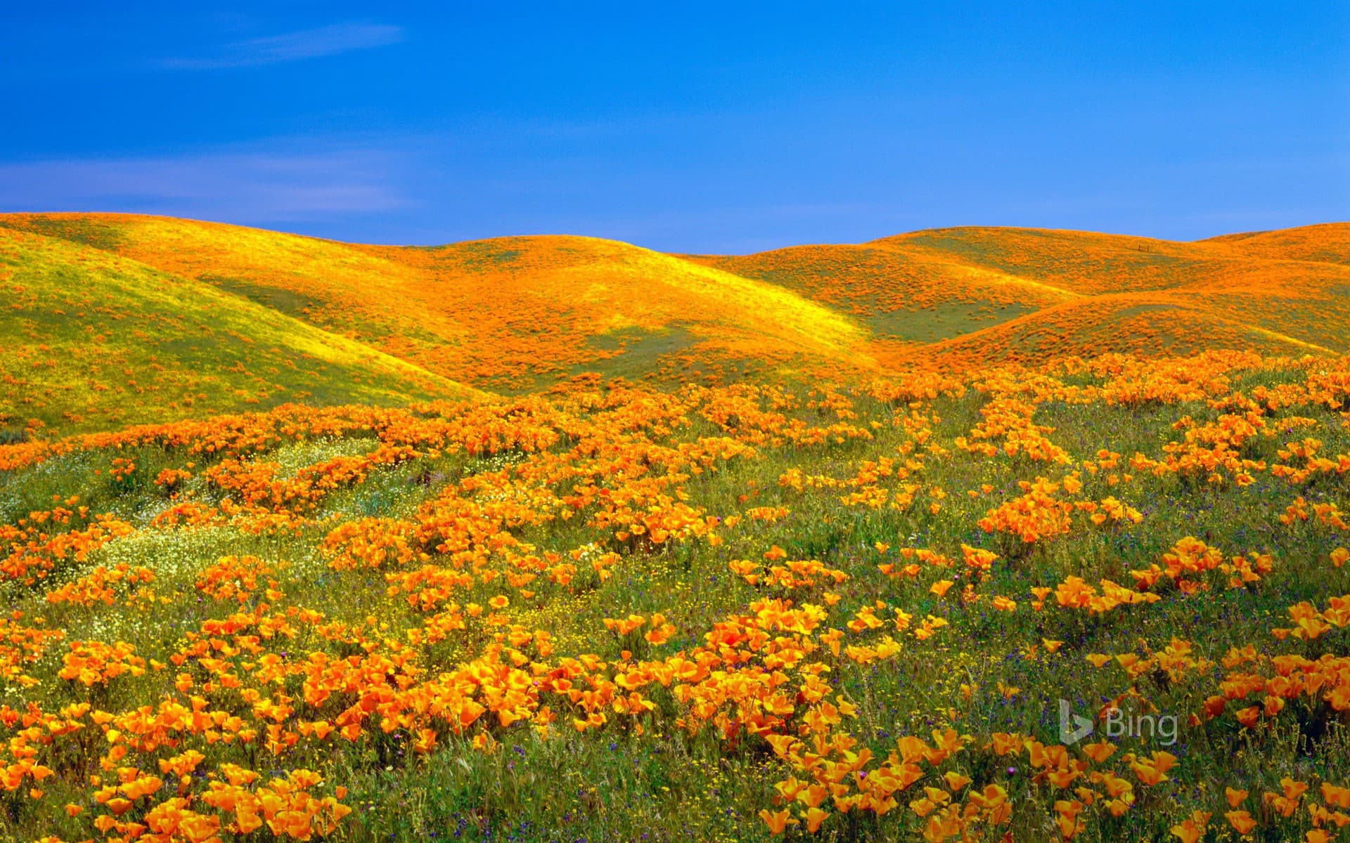 Bing Wallpaper: Antelope Valley Poppy Reserve near Lancaster, California