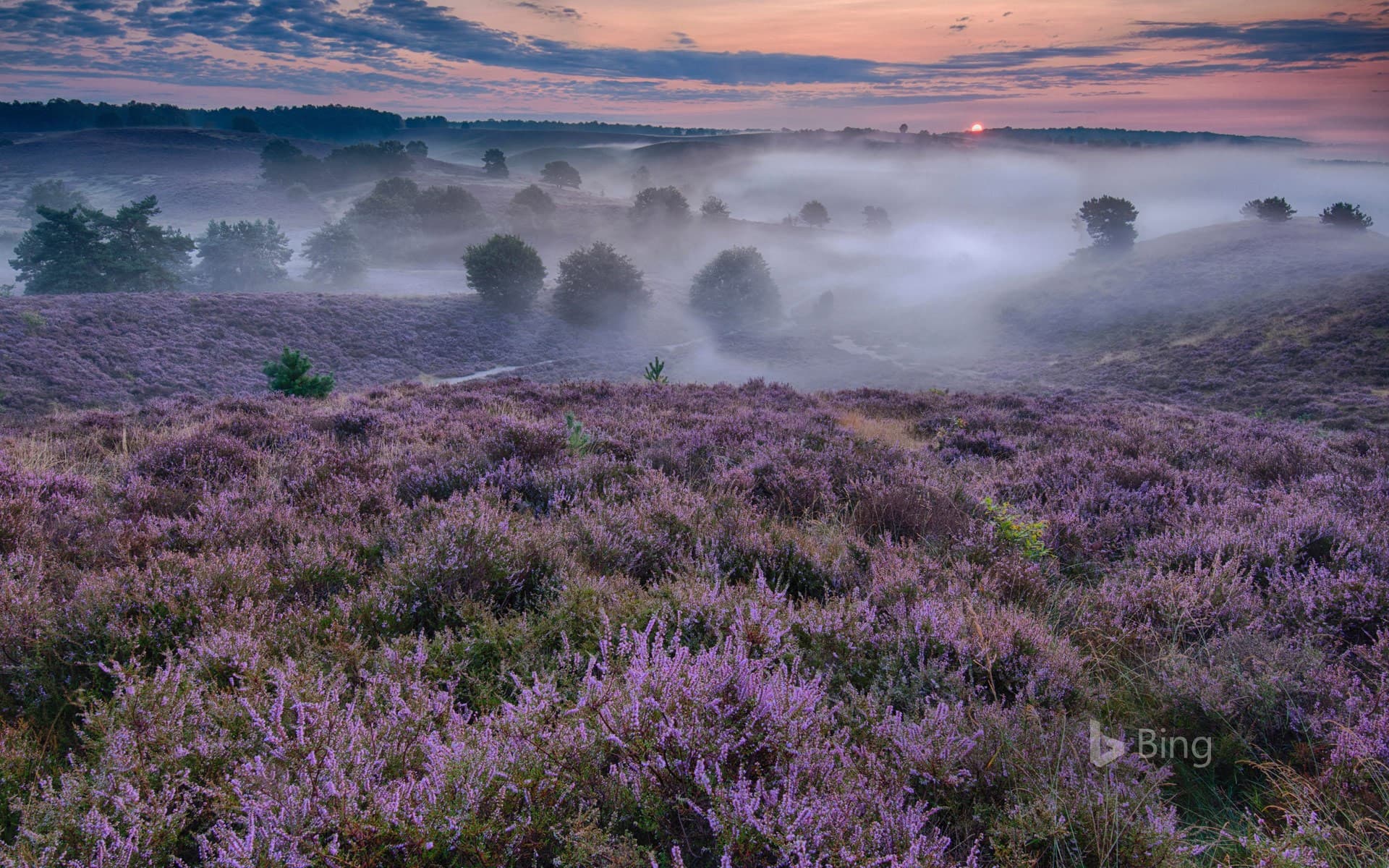 Bing Wallpaper: Flowering heather in the Netherlands