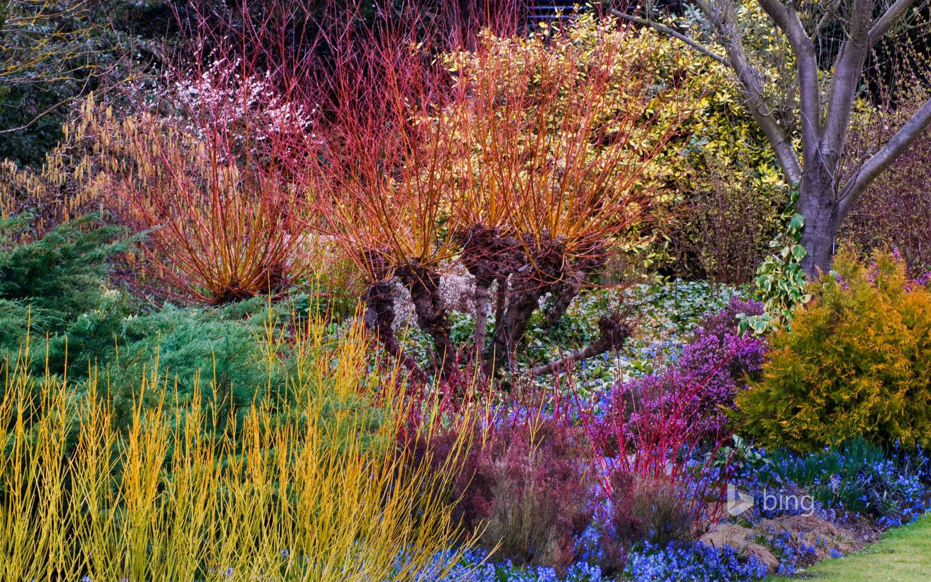 Bing Wallpaper: Cambridge University Botanic Garden, Cambridge, England