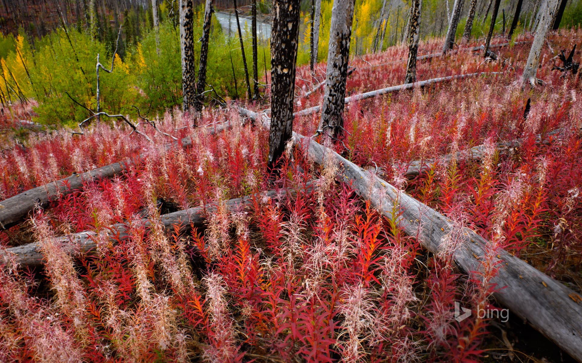Bing Wallpaper: Fireweed reclaiming burned land near the Little Klappan River in British Columbia, Canada