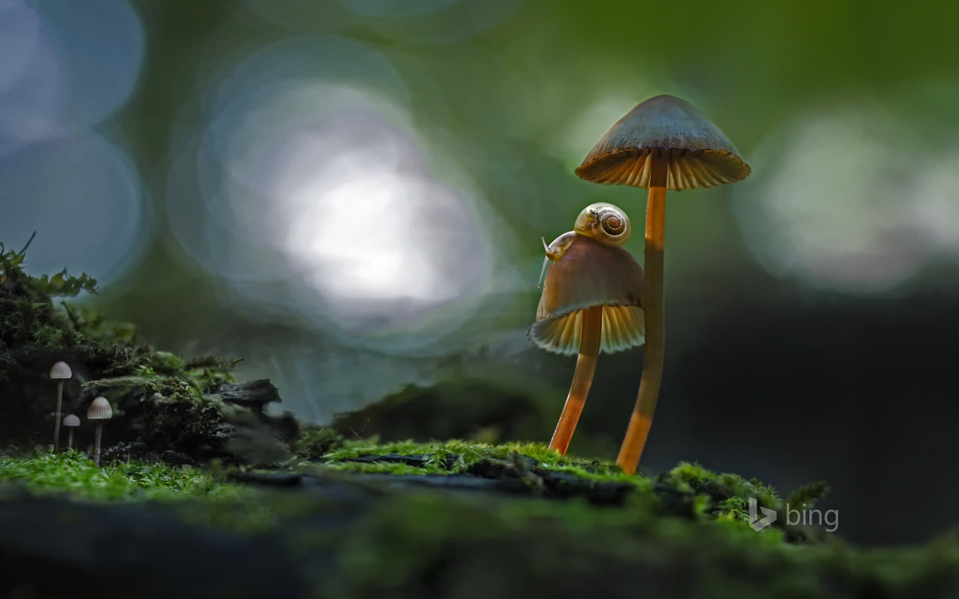 Bing Wallpaper: Two snails atop a mushroom