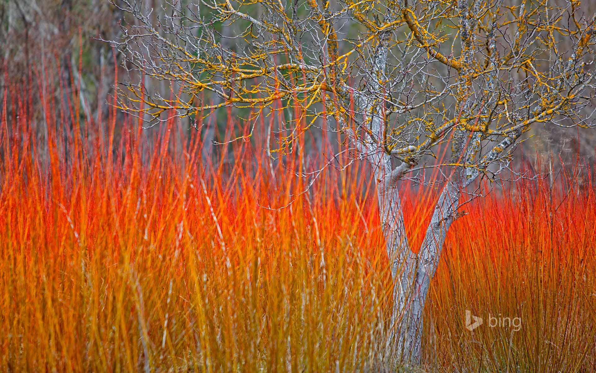 Bing Wallpaper: Wicker cultivation in the village of Cañamares, Cuenca, Spain