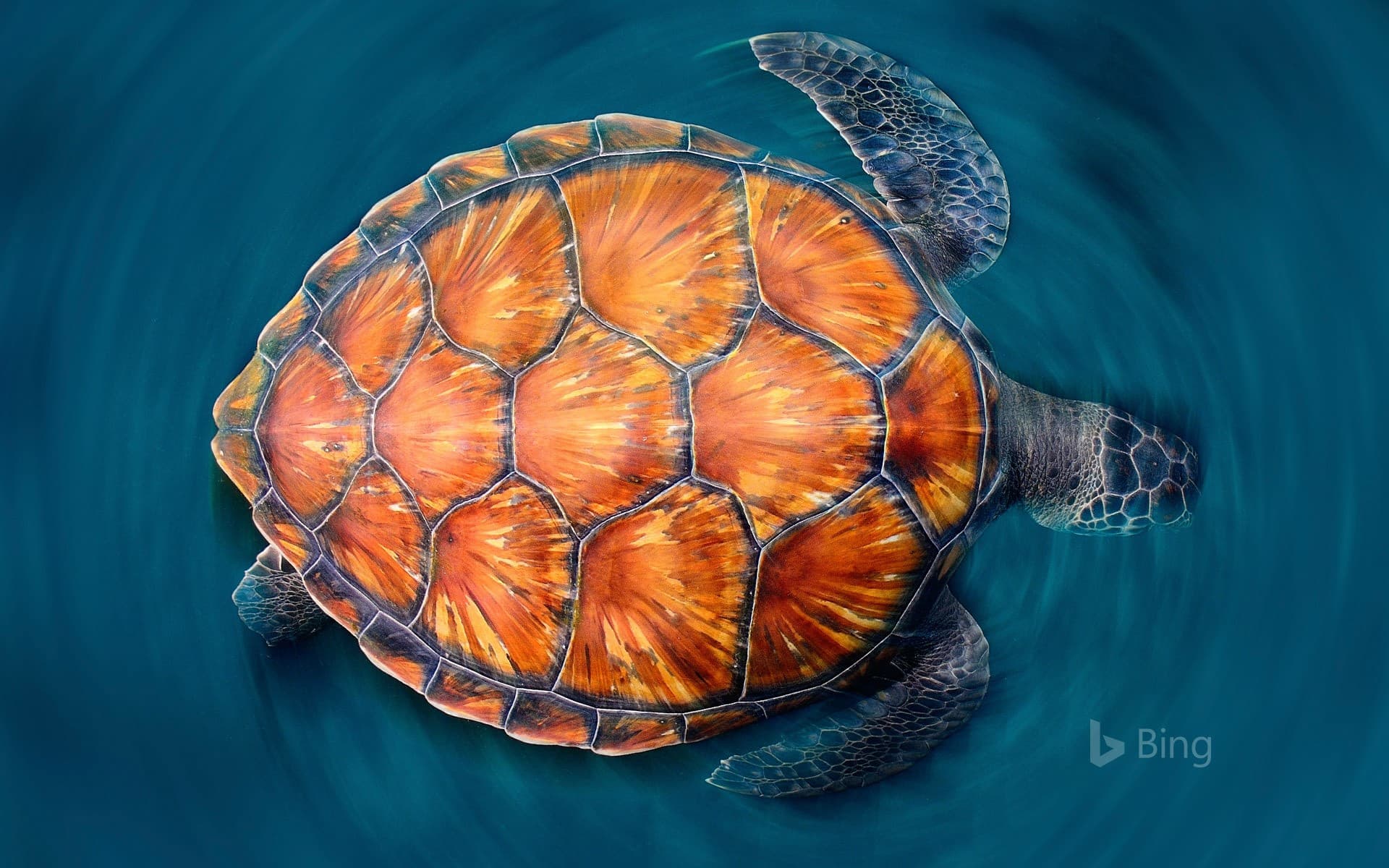 Bing Wallpaper: A green sea turtle shows off its shell