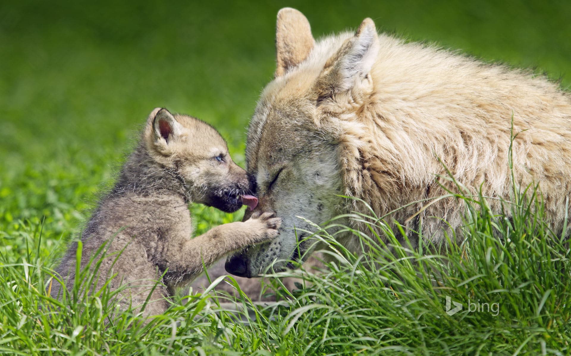 Bing Wallpaper: Mother wolf and pup