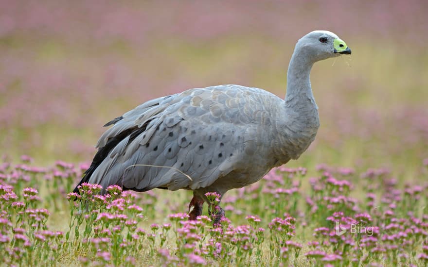 Cape Barren Goose (Cereopsis novaehollandiae) standing in a flowering meadow, Tasmania