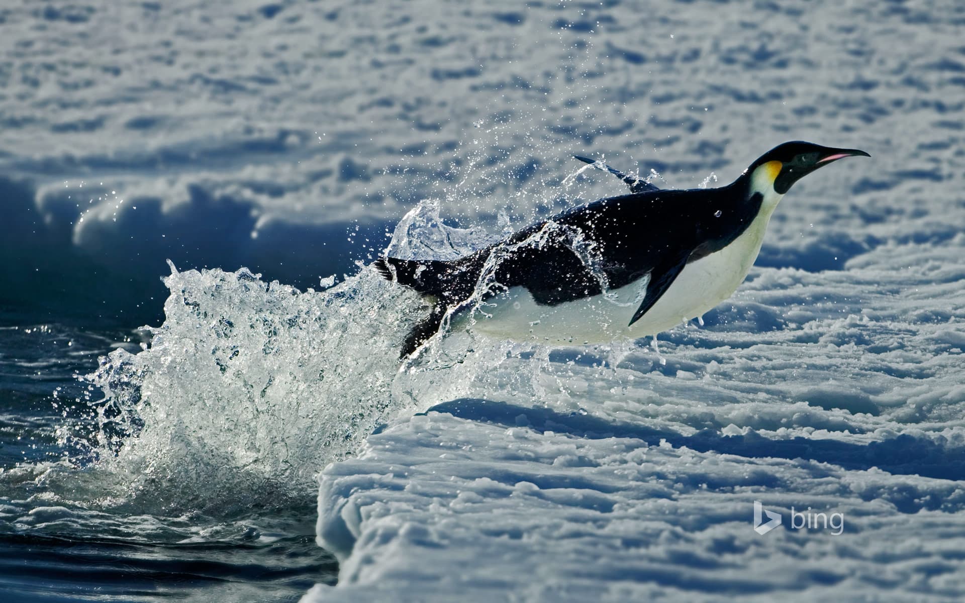 Bing Wallpaper: Emperor penguin, Cape Washington, Antarctica