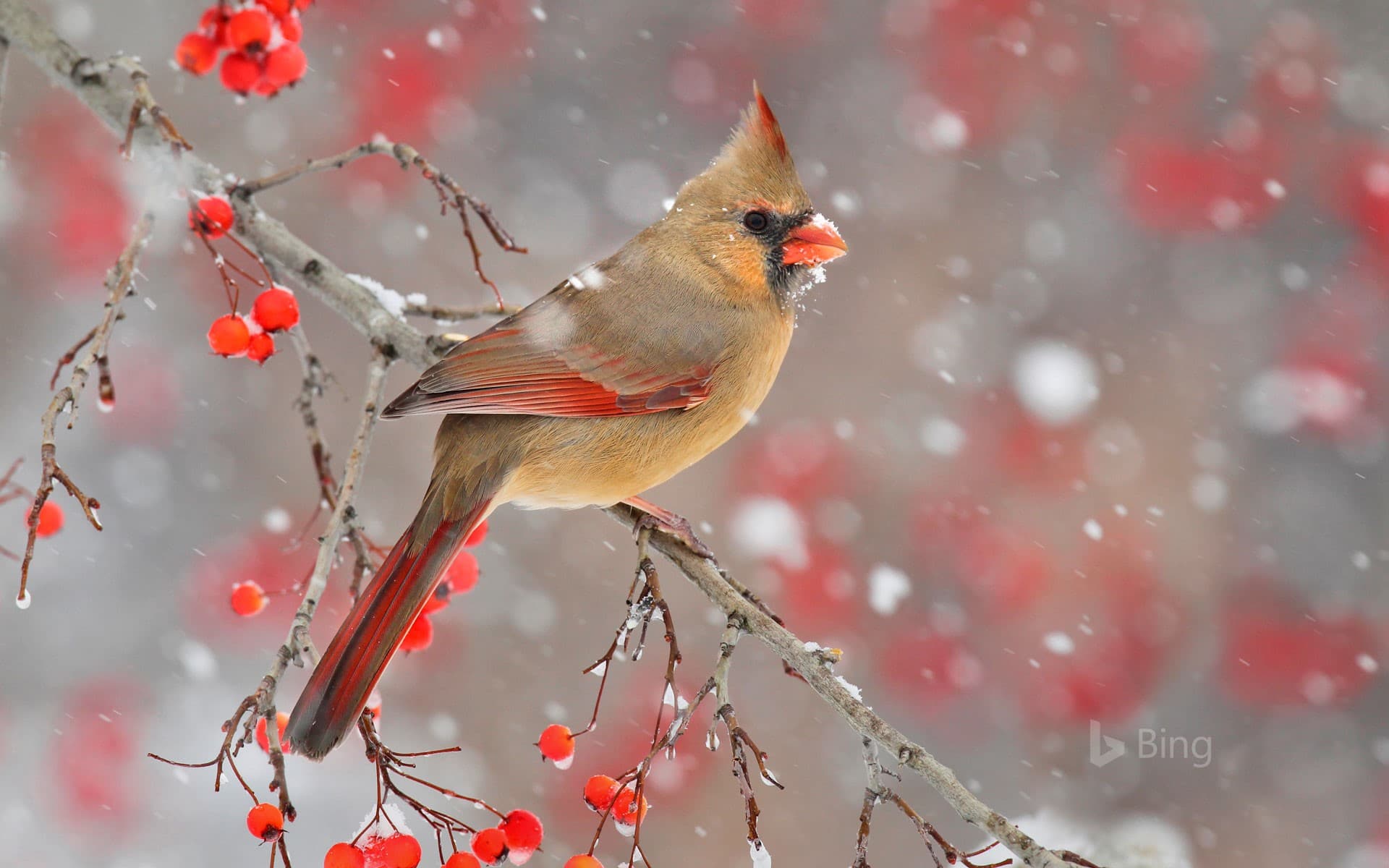 Bing Wallpaper: A female northern cardinal