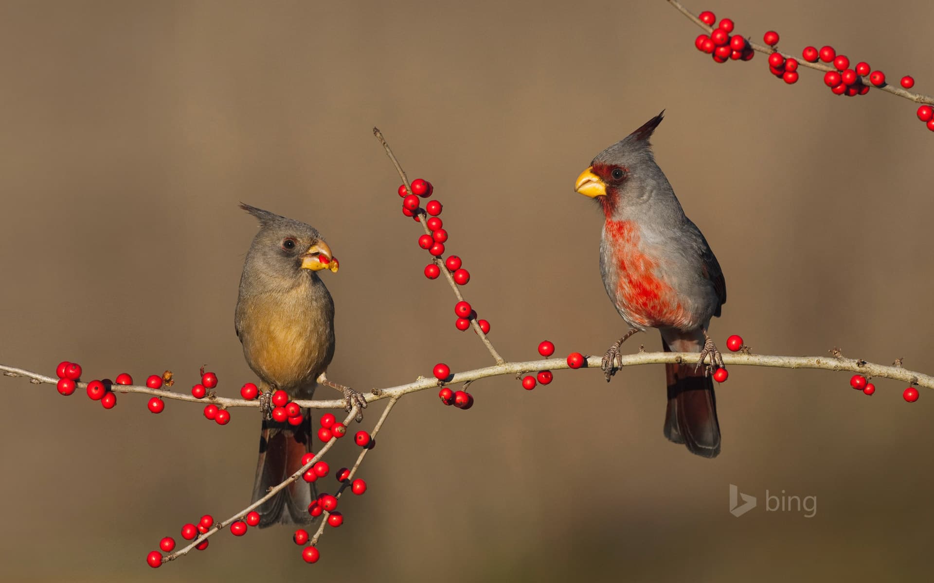 Bing Wallpaper: Desert cardinals eating possumhaw holly berries in Starr County, Texas