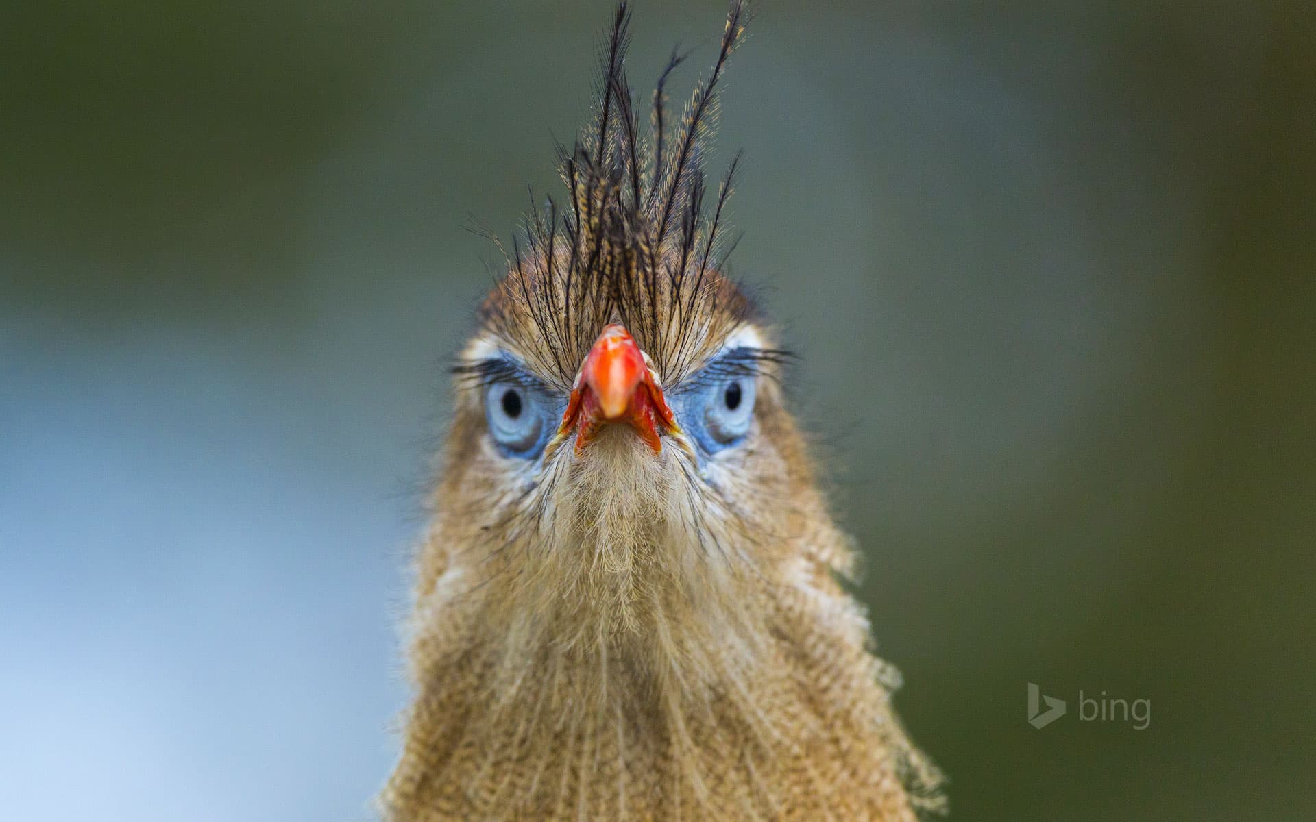 Bing Wallpaper: Red-legged seriema at the Apenheul Primate Park in Apeldoorn, Netherlands