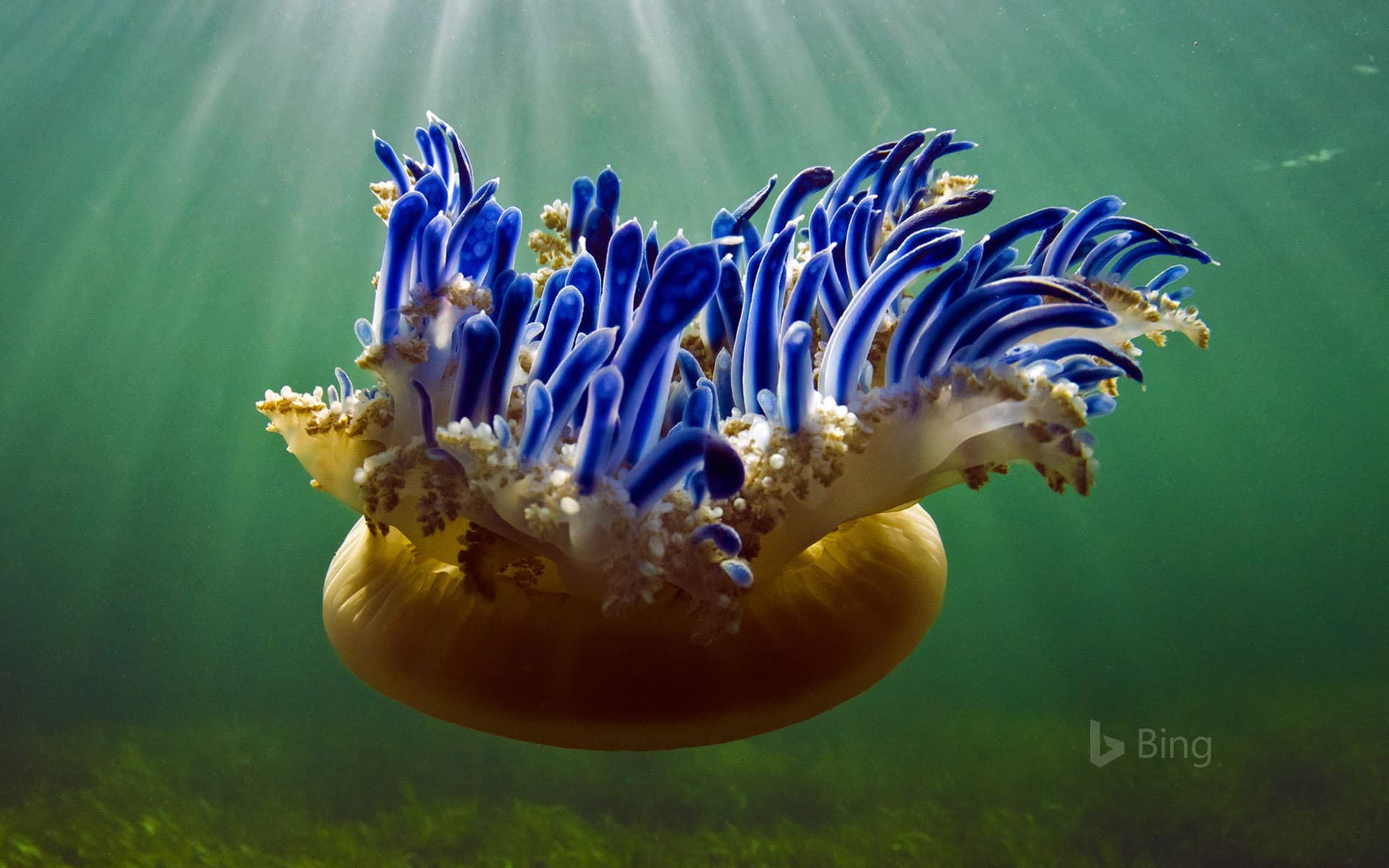 Bing Wallpaper: Upside-down jellyfish in Jardines de la Reina National Park, Cuba