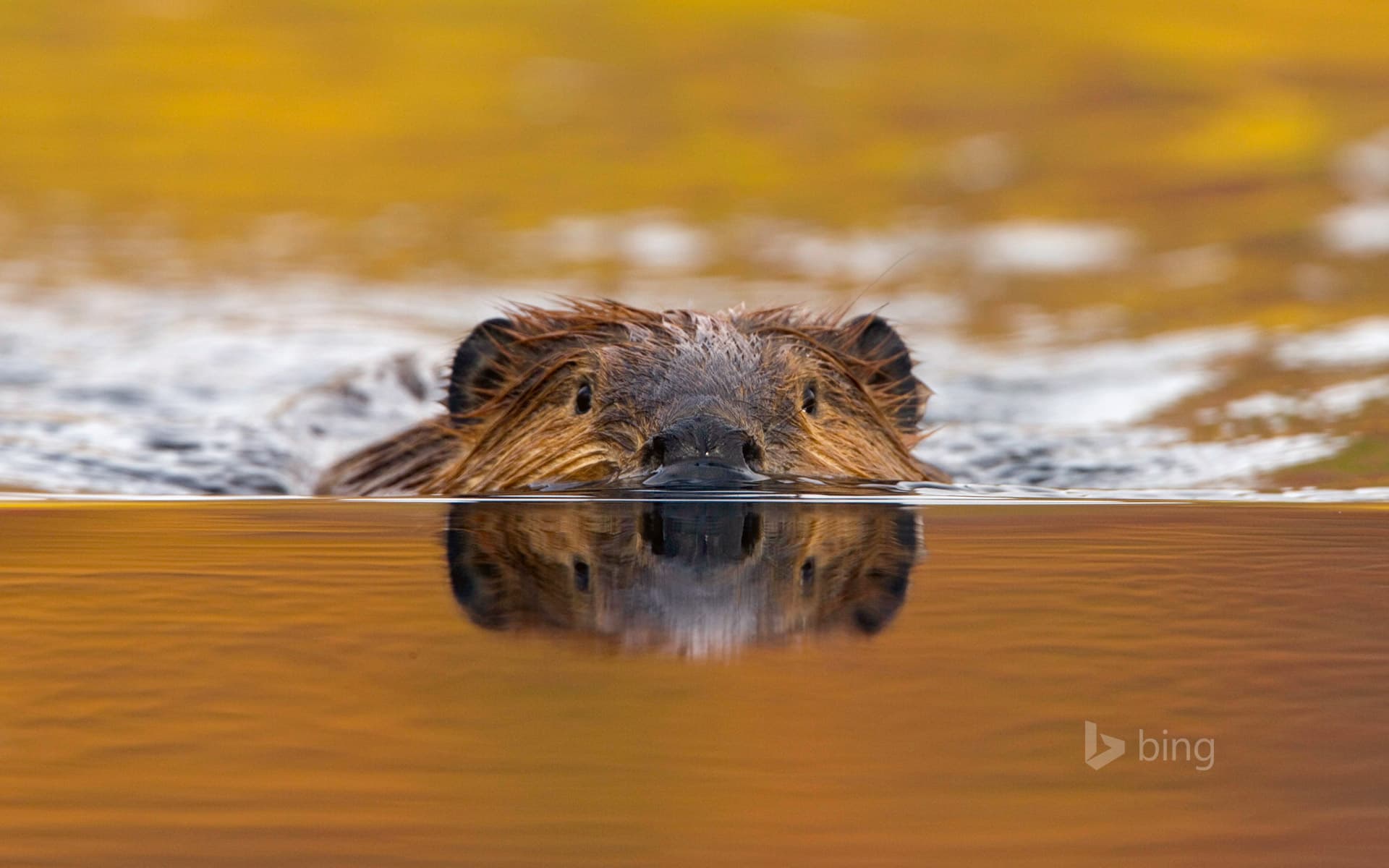 Bing Wallpaper: North American beaver in Denali National Park, Alaska