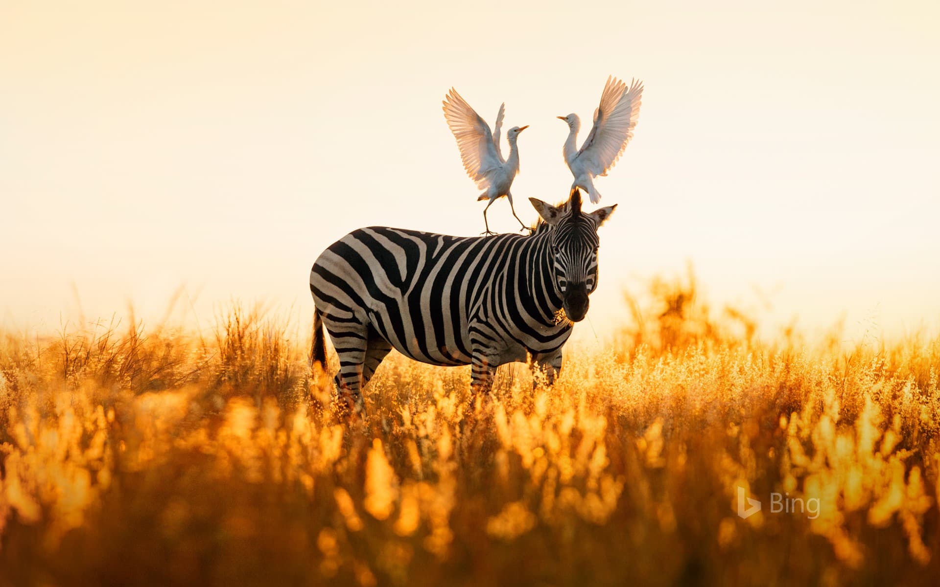 Bing Wallpaper: Cattle egrets atop a Burchell's zebra in Rietvlei Nature Reserve, South Africa