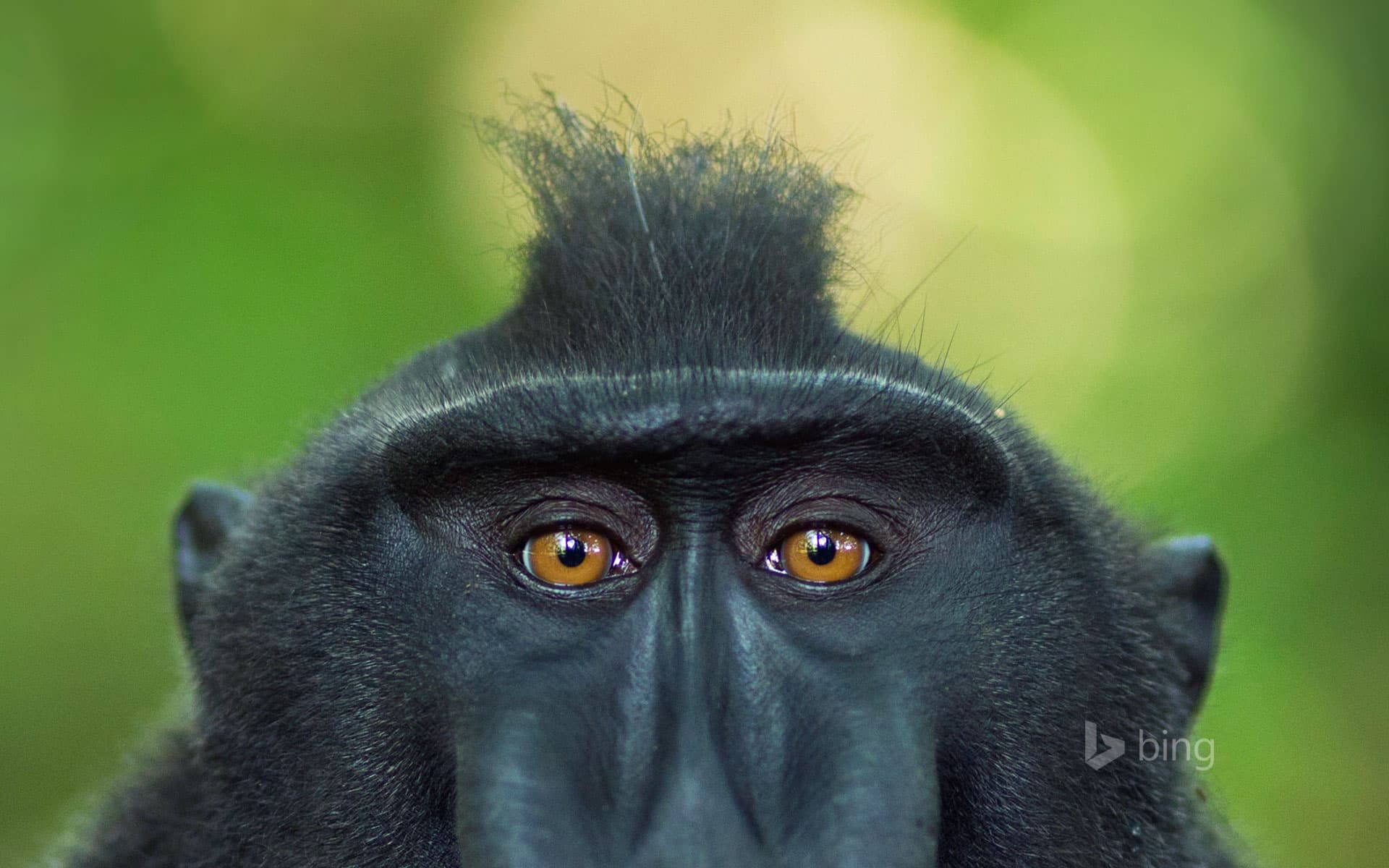 Bing Wallpaper: Mature male Celebes crested macaque, Tangkoko National Park, Sulawesi, Indonesia