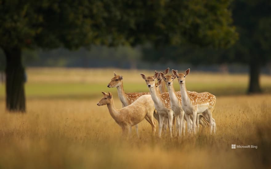 European fallow deer, England