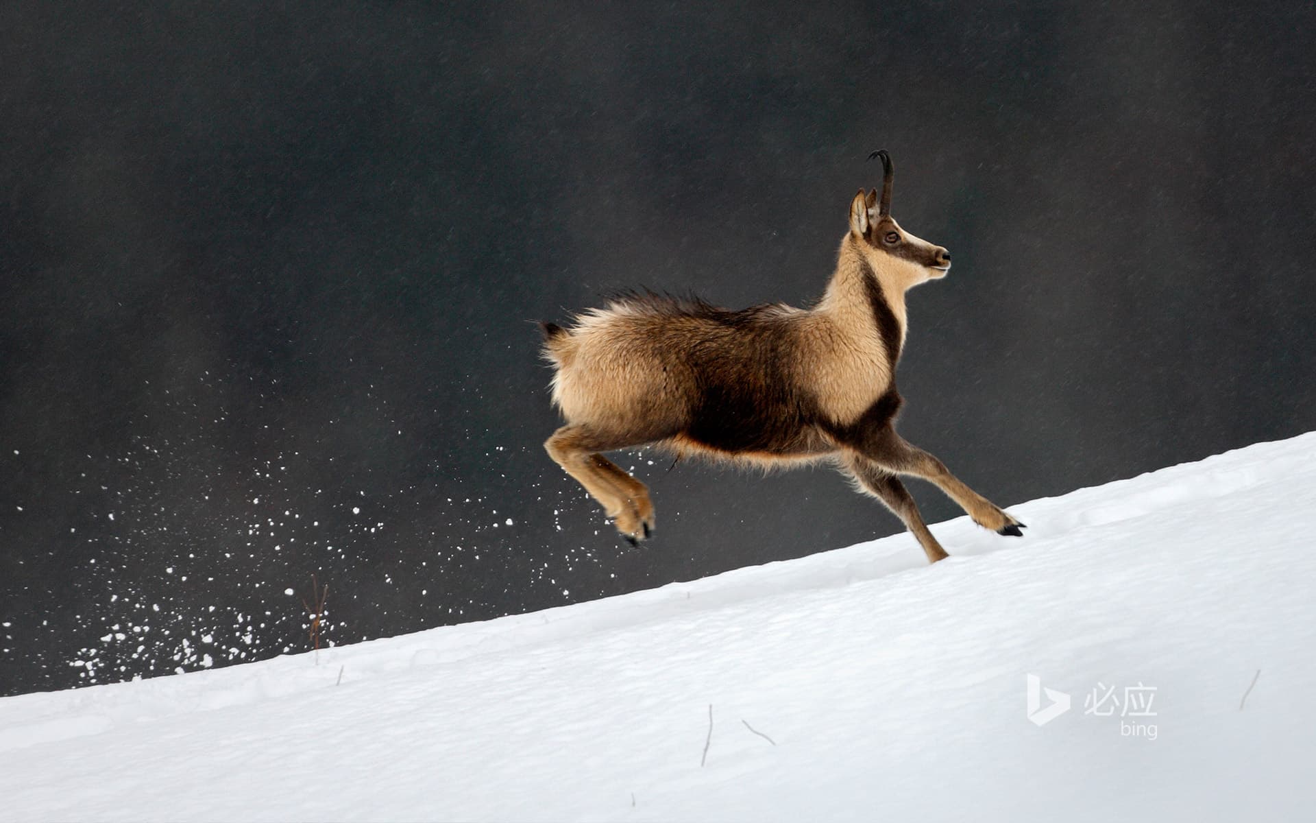 Bing Wallpaper: Rock Antelope in the French National Park Pyrenees