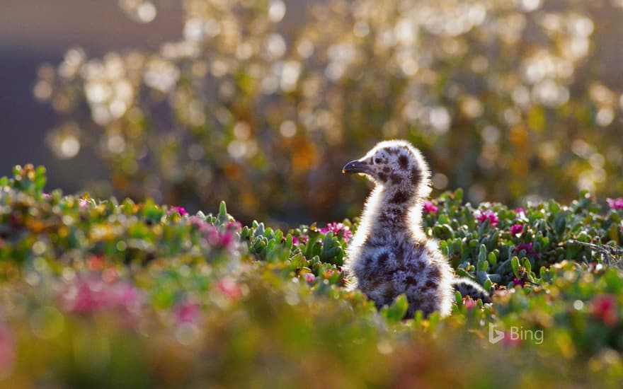 Western gull chick in Channel Islands National Park, California